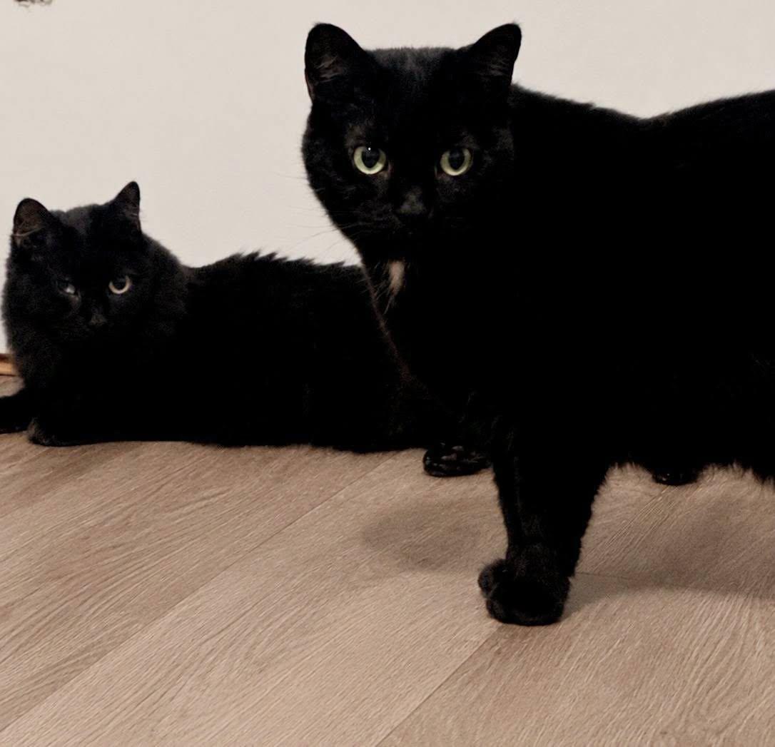 Scotty, Adoptable, Adult Female Domestic Long Hair.