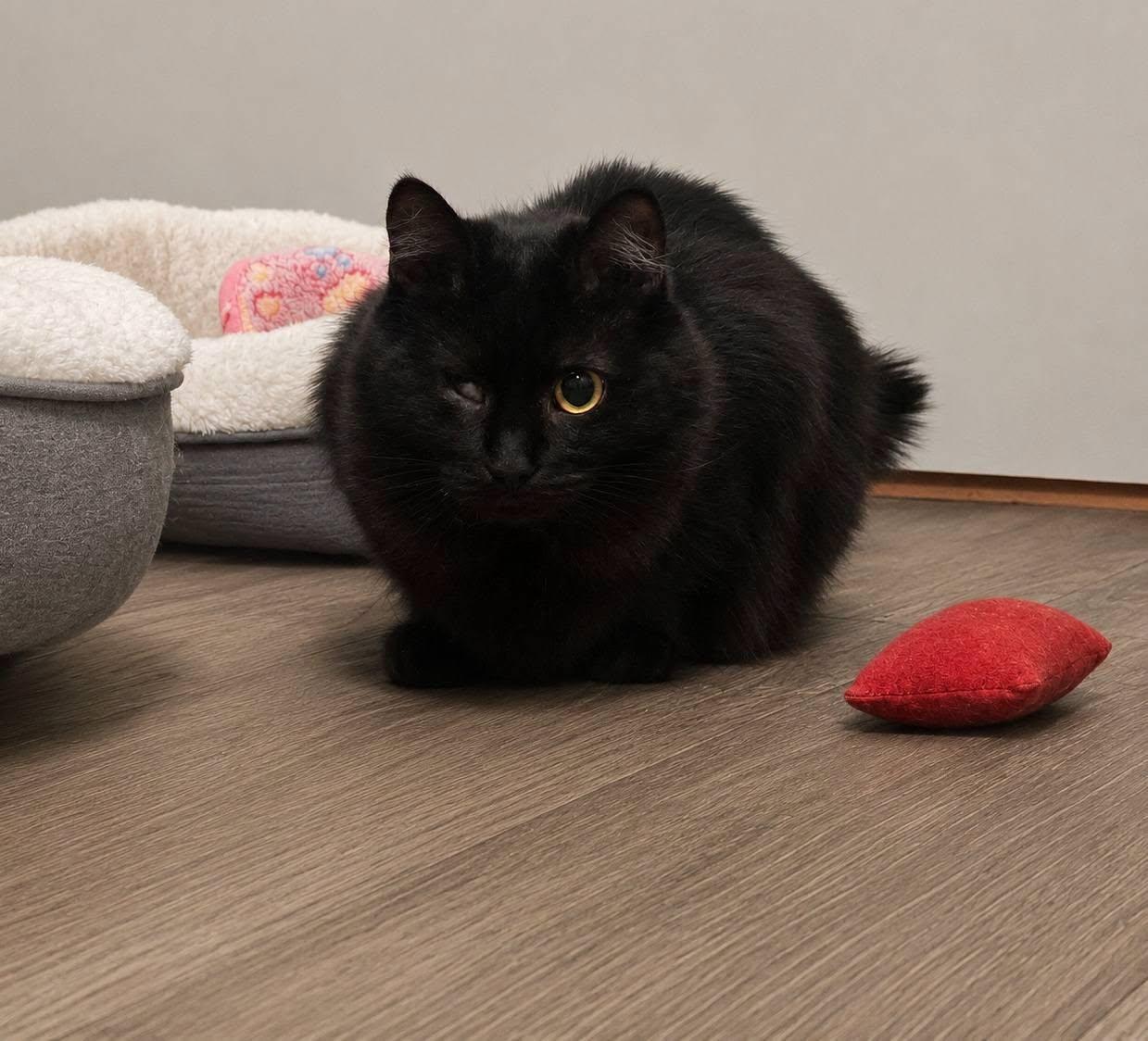 Scotty, a Adoptable Domestic Long Hair in Fairmont, WV image 2/3