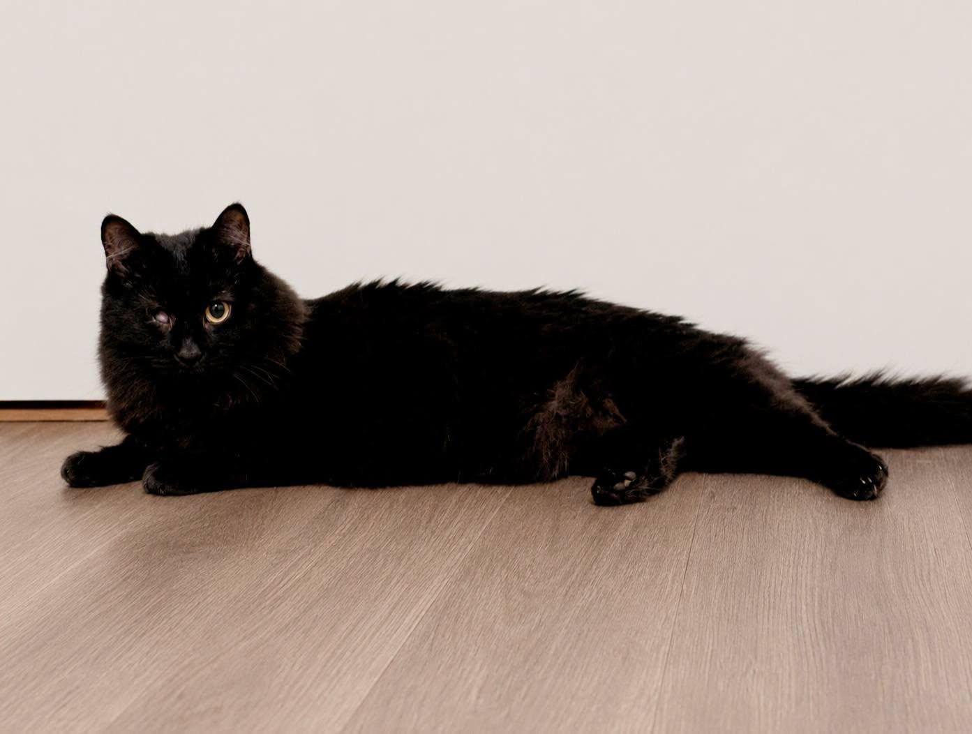 Scotty, a Adoptable Domestic Long Hair in Fairmont, WV image 3/3
