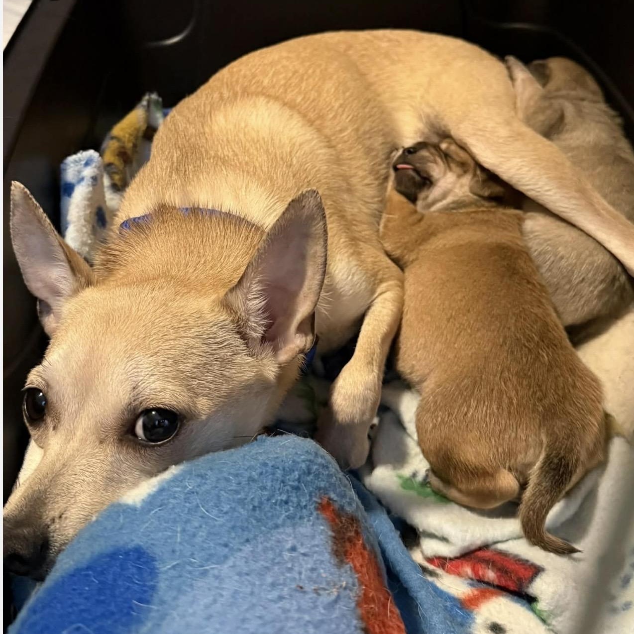 Nutmeg, ADOPTABLE, Adult Female Chihuahua.
