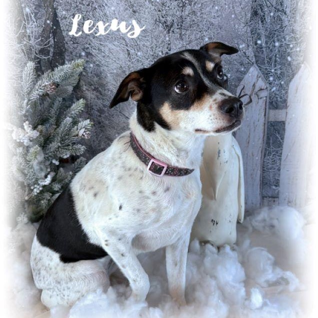 Enlarge Lexus, an adopted mixed breed in Tulsa, OK image 5/5