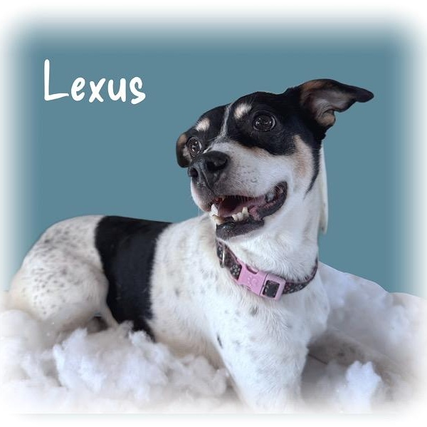 Enlarge Lexus, an adopted mixed breed in Tulsa, OK image 1/5