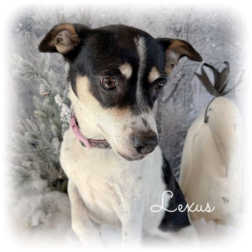 Enlarge Lexus, an adopted mixed breed in Tulsa, OK image 3/5