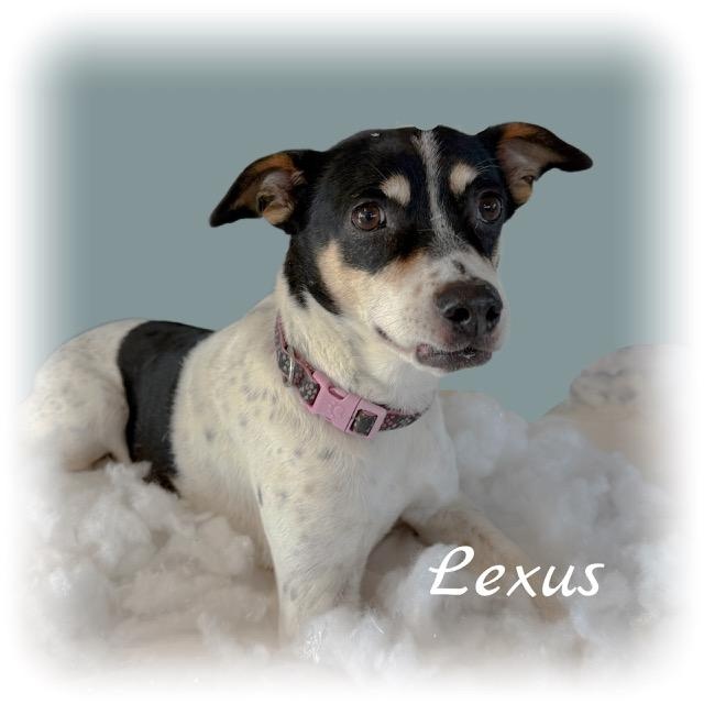 Enlarge Lexus, an adopted mixed breed in Tulsa, OK image 2/5