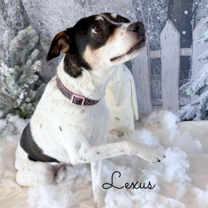 Enlarge Lexus, an adopted mixed breed in Tulsa, OK image 4/5