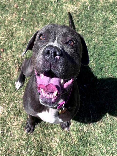 RORY, Adoptable, Young Female Staffordshire Bull Terrier.