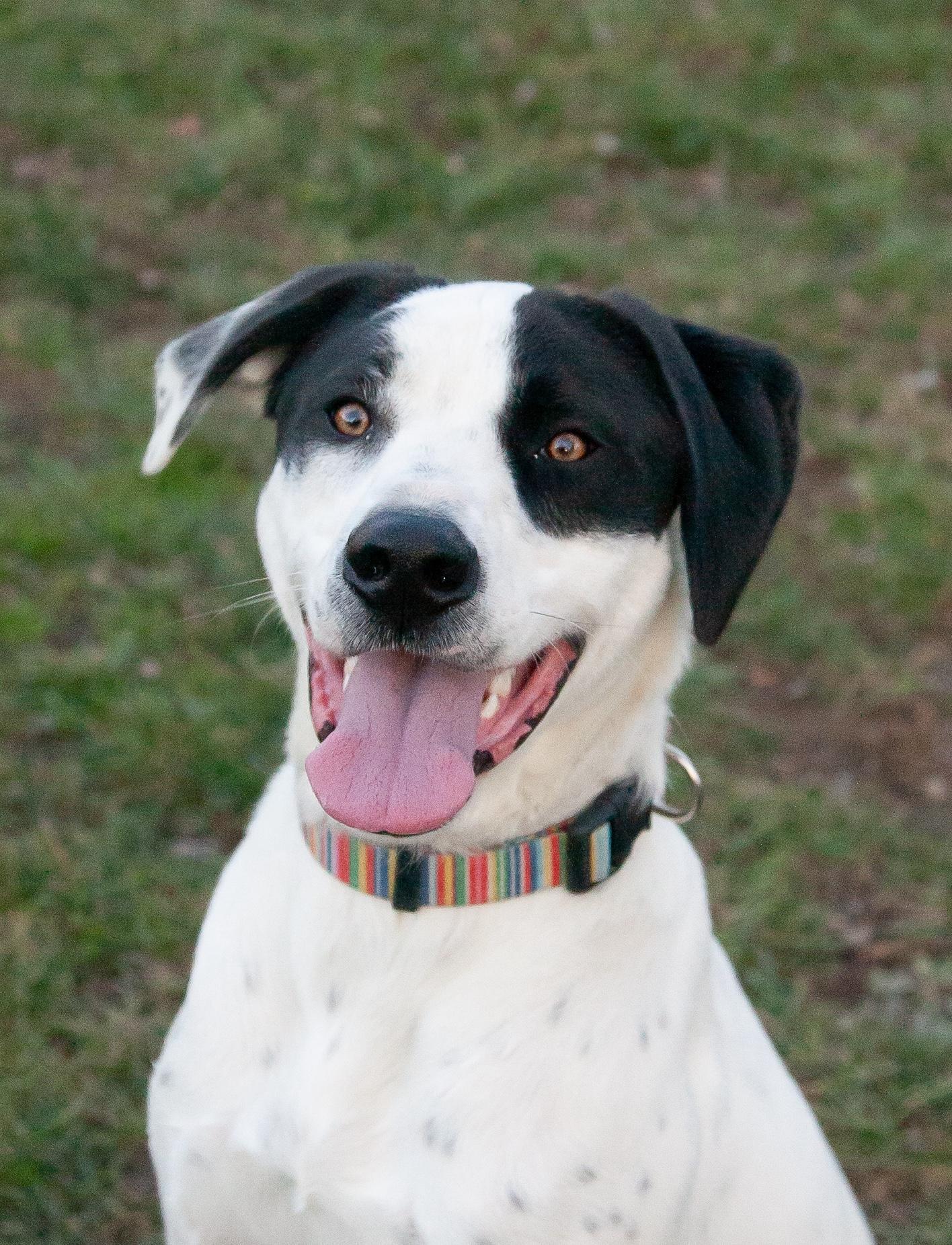 Marshall, a Adoptable mixed breed in Brentwood, TN image 3/6