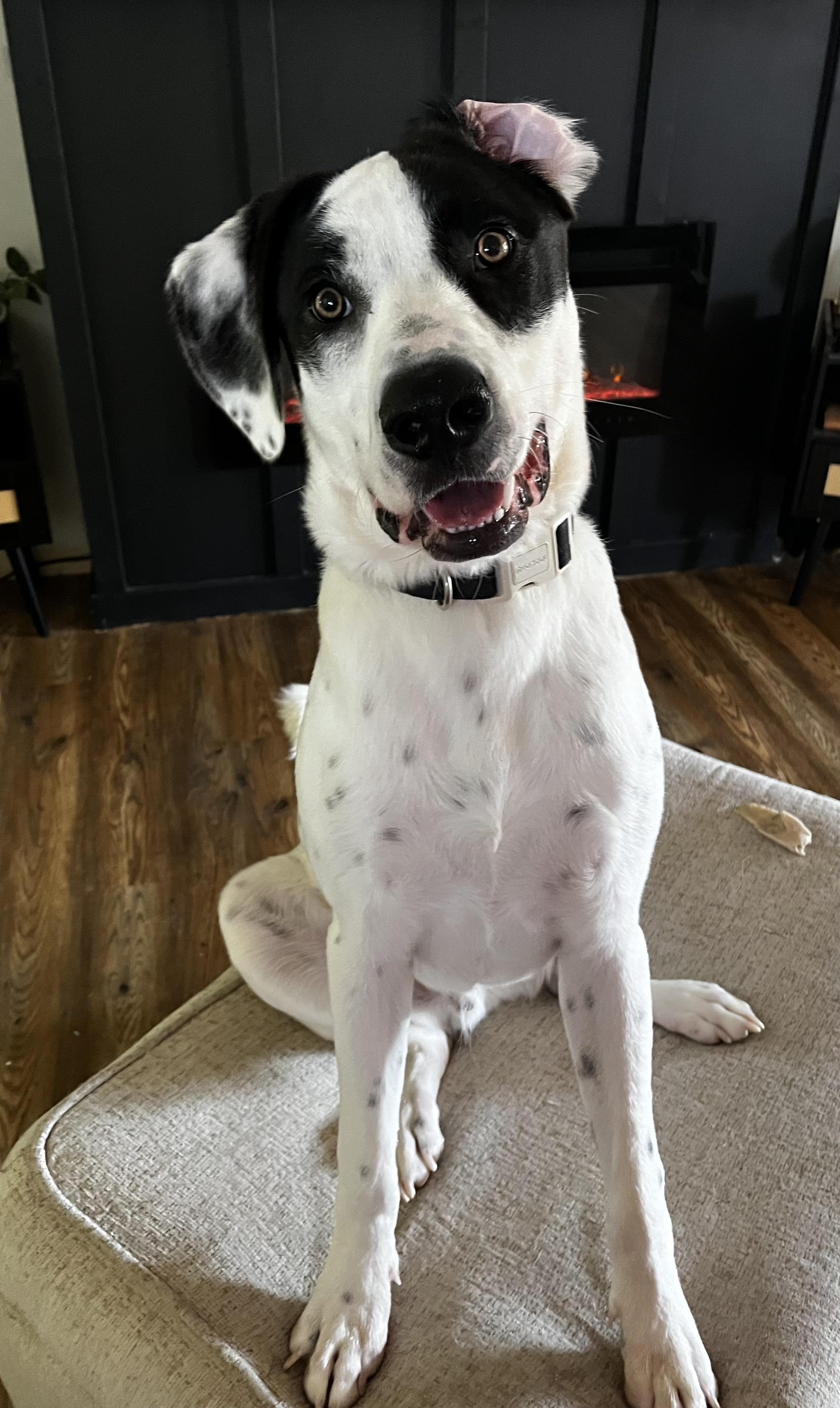 Marshall, a Adoptable mixed breed in Brentwood, TN image 6/6