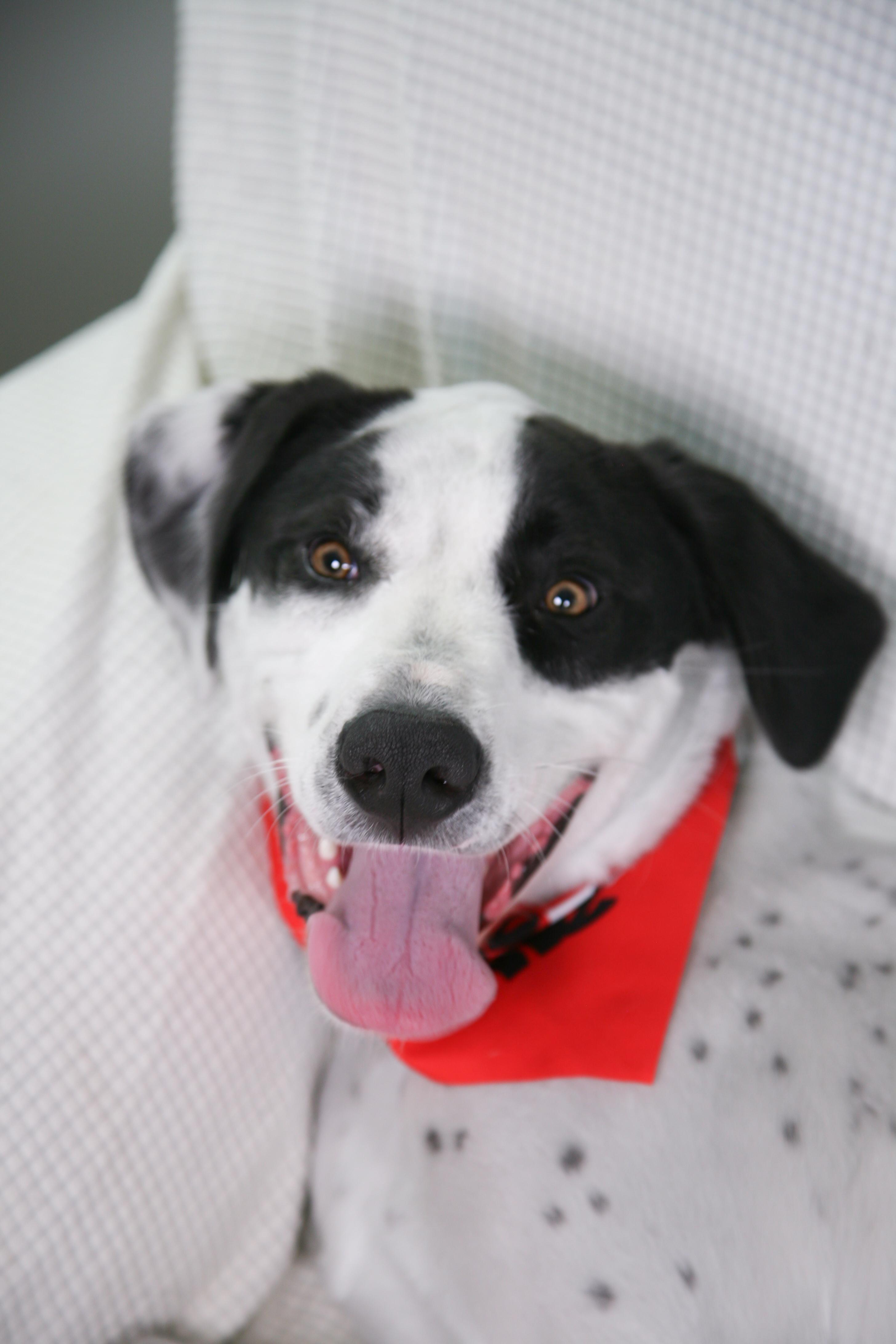 Marshall, a Adoptable mixed breed in Brentwood, TN image 4/6