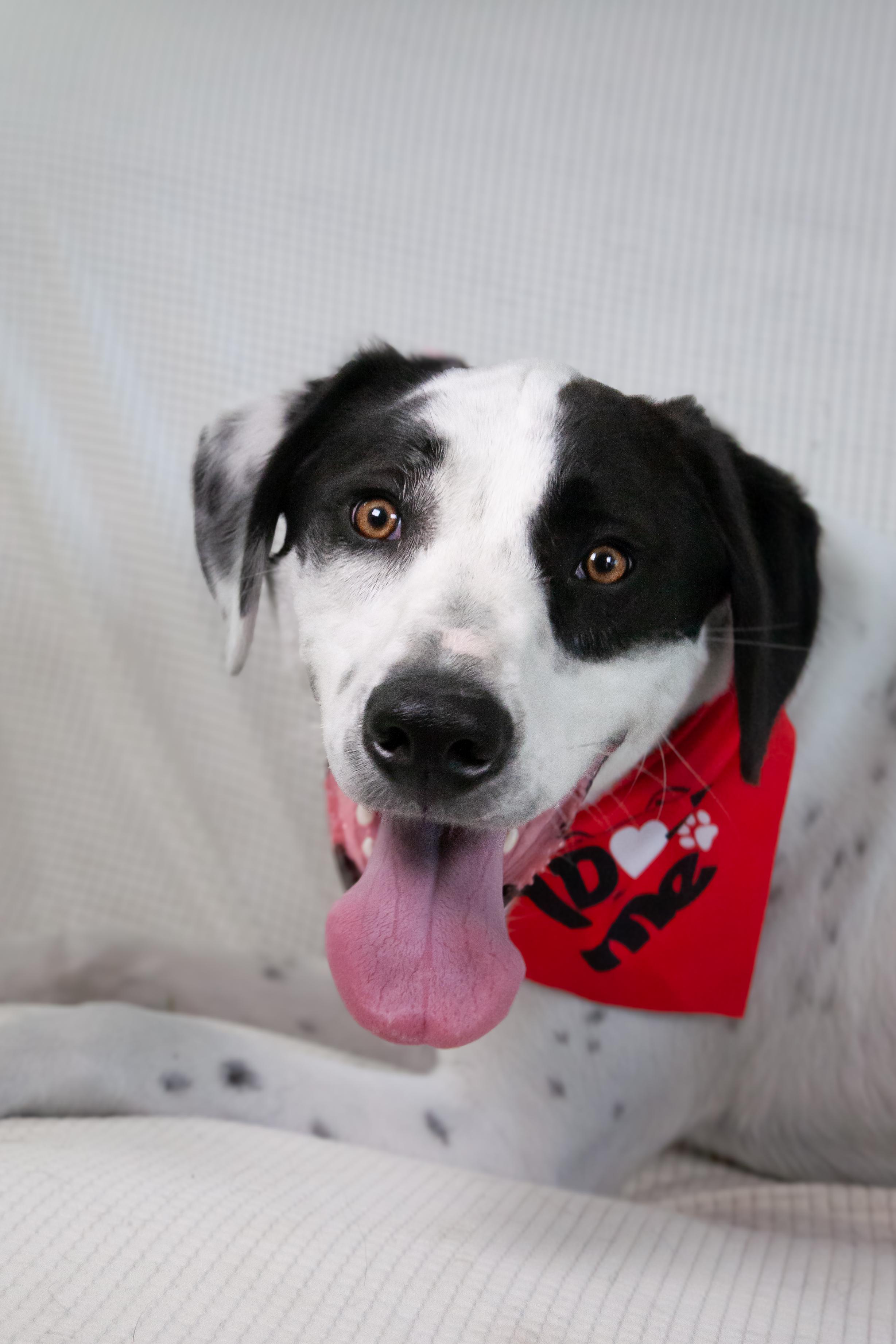 Marshall, a Adoptable mixed breed in Brentwood, TN image 2/6