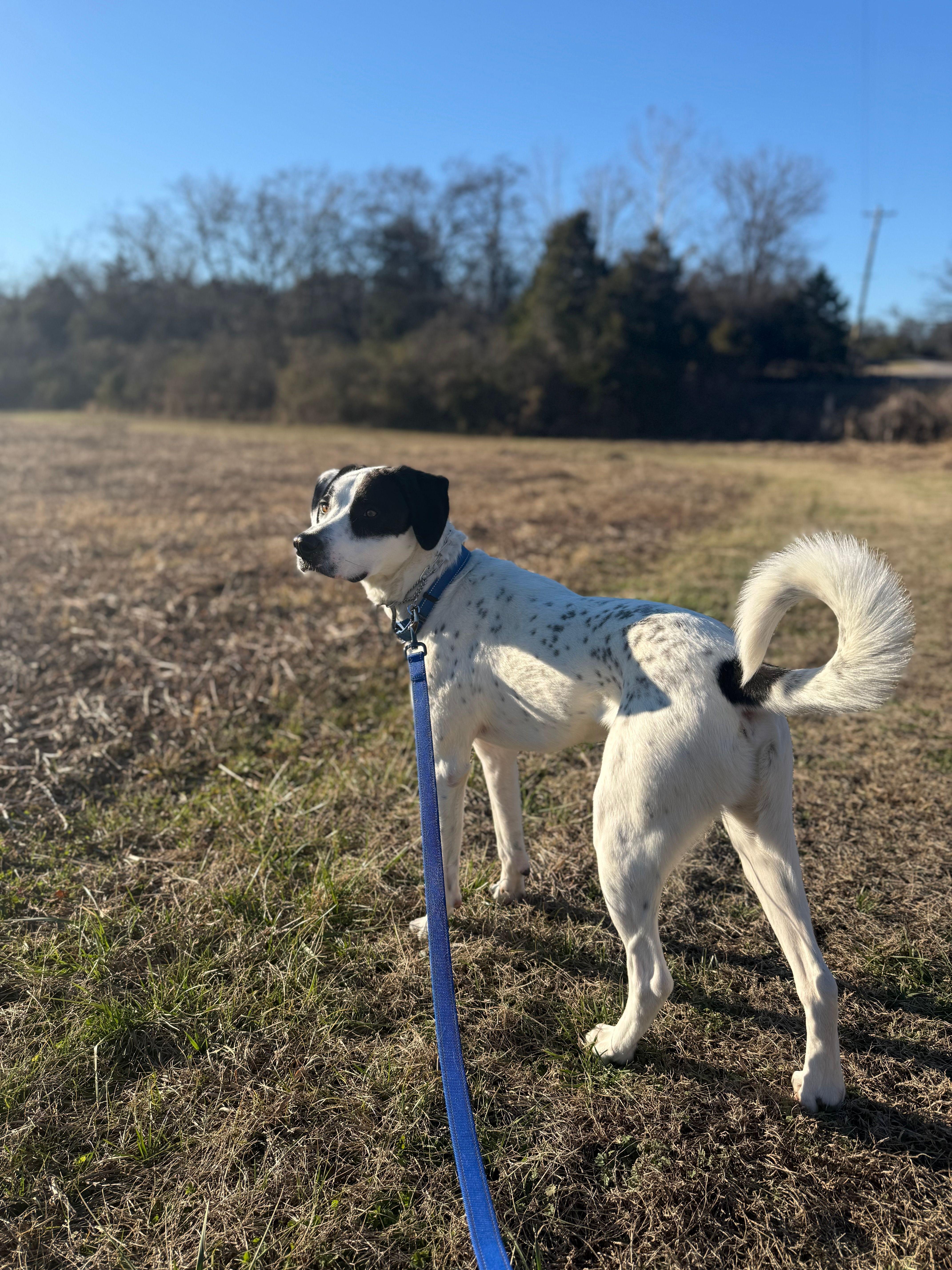 Enlarge Marshall, a Adoptable mixed breed in Nashville, TN image 2/6