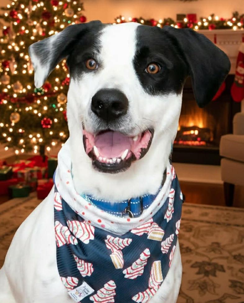 Marshall, a Adoptable mixed breed in Brentwood, TN image 1/6