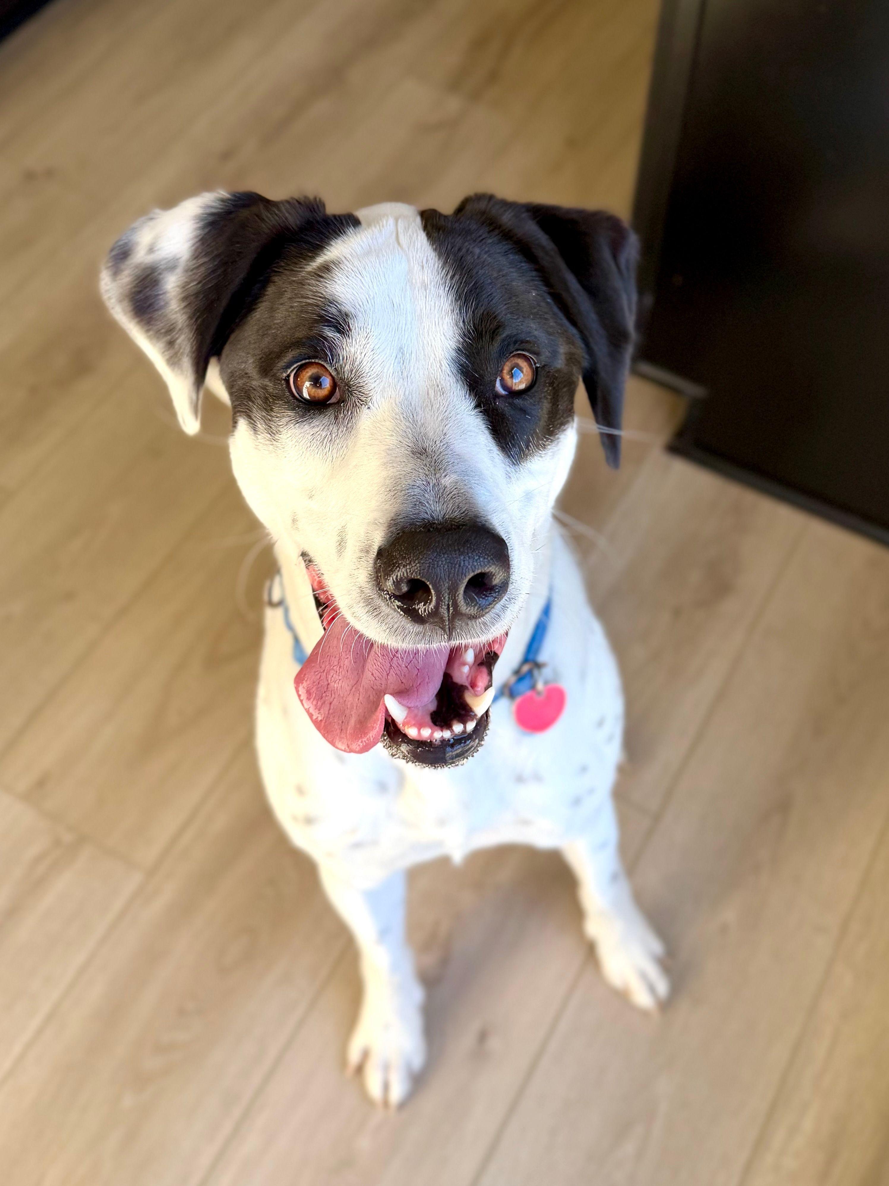 Marshall, Adoptable, Adult Male Mixed Breed & English Springer Spaniel.