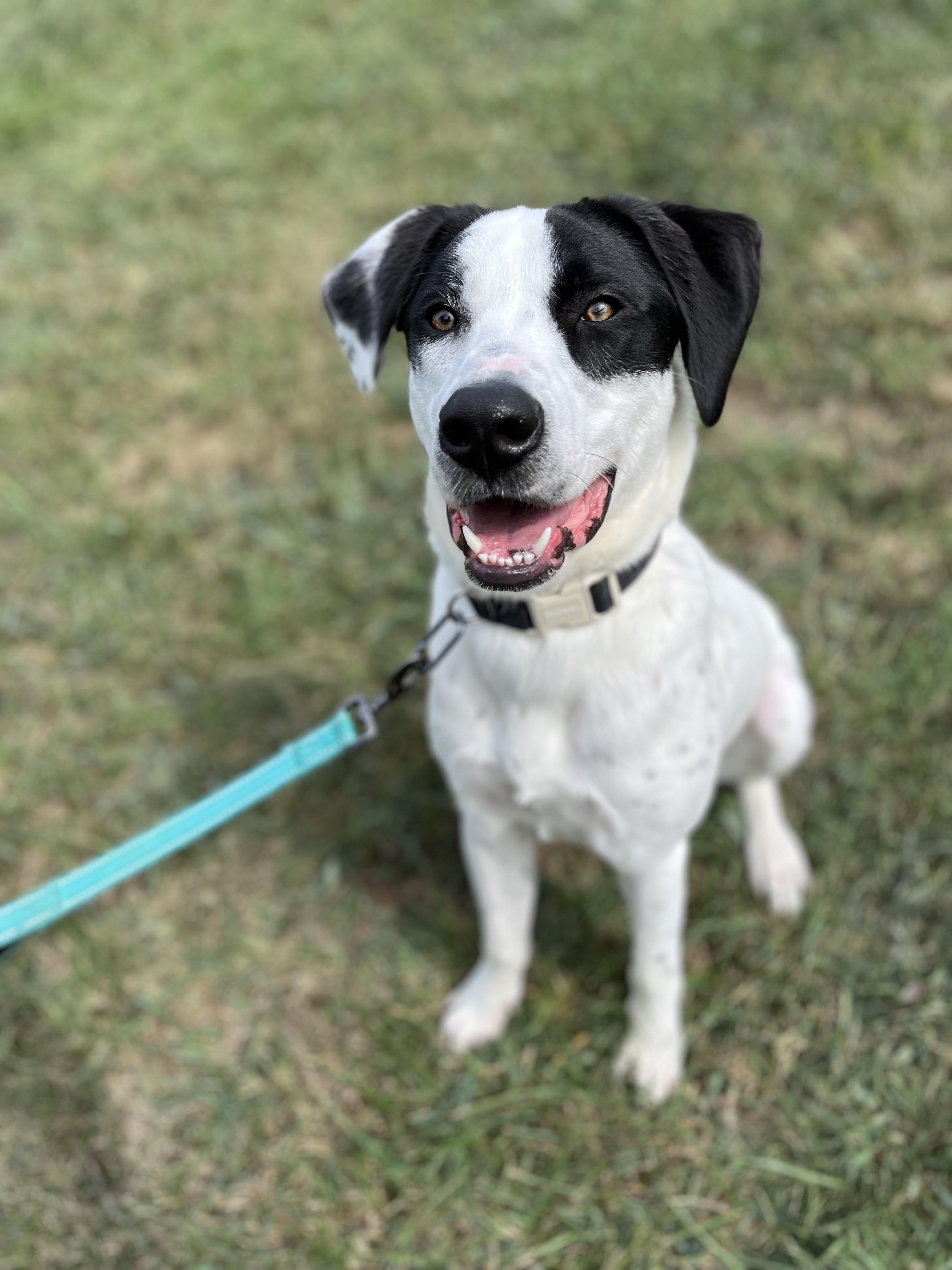 Marshall, a Adoptable mixed breed in Brentwood, TN image 5/6