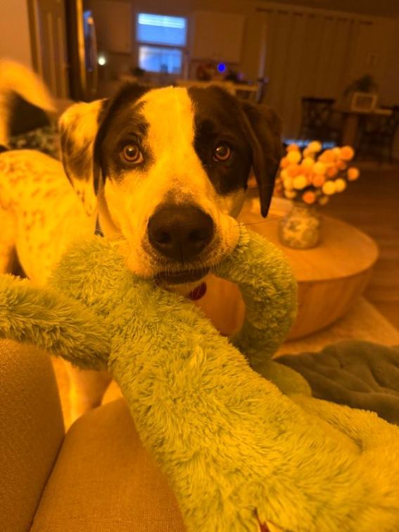 Enlarge Marshall, a Adoptable mixed breed in Nashville, TN image 4/6