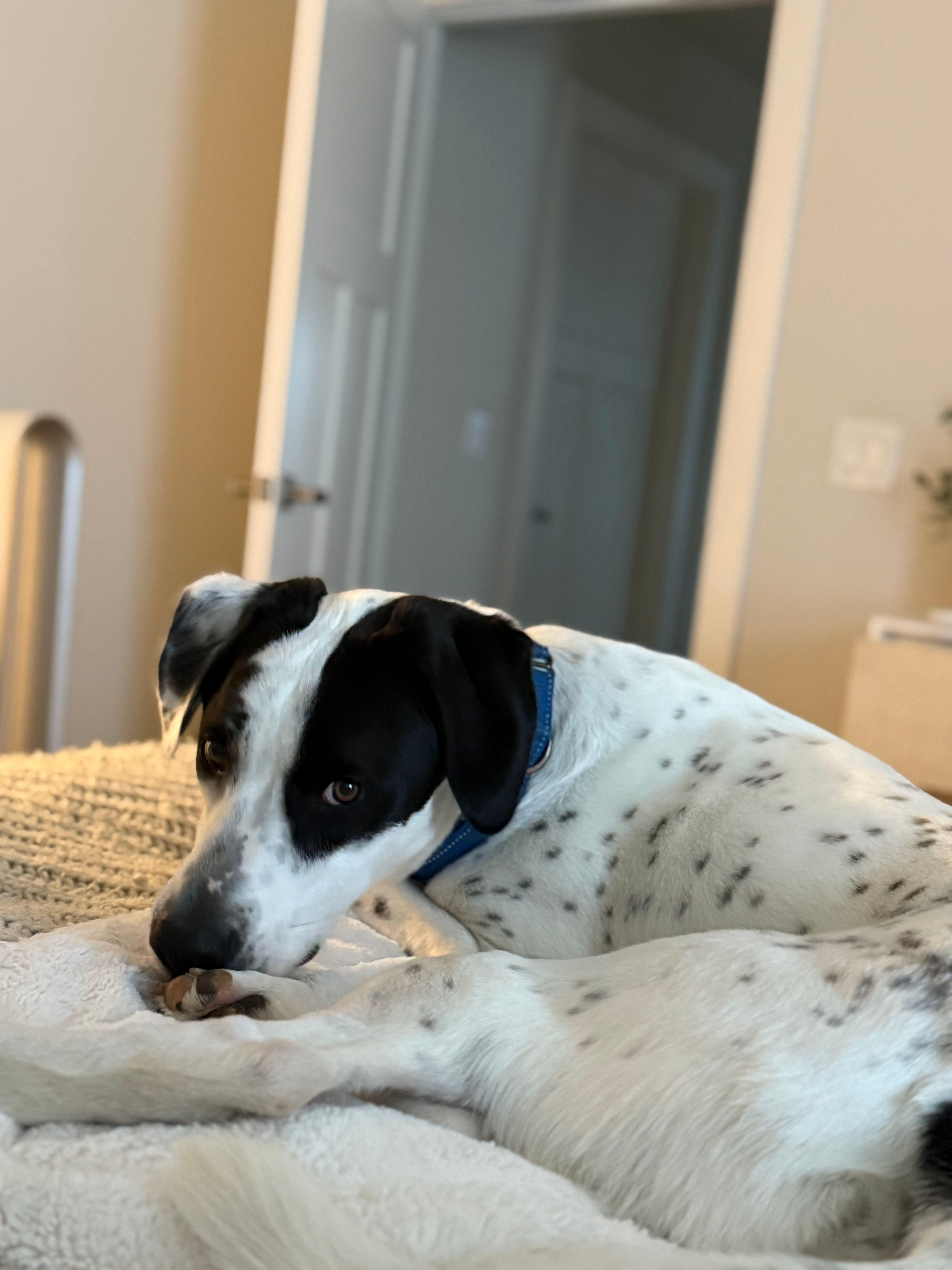 Enlarge Marshall, a Adoptable mixed breed in Nashville, TN image 3/6