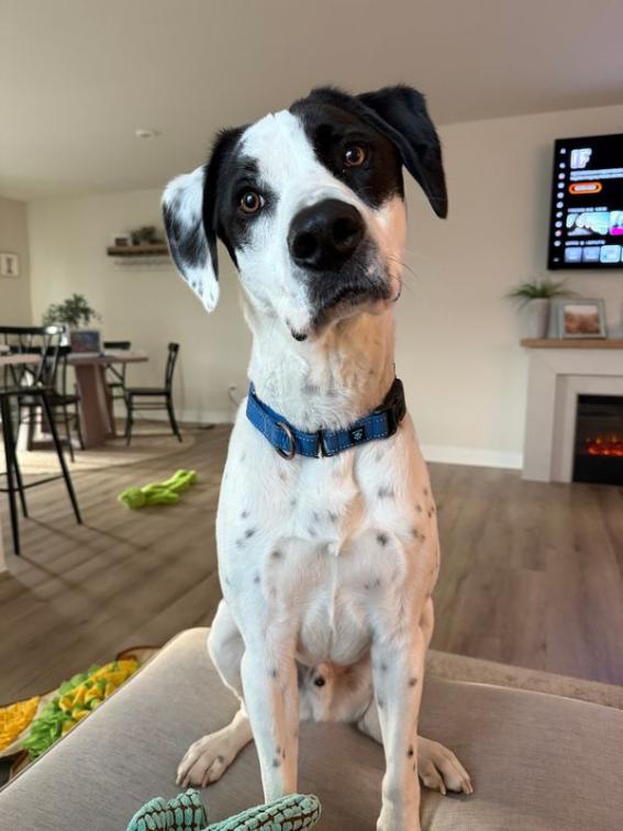 Enlarge Marshall, a Adoptable mixed breed in Nashville, TN image 5/6