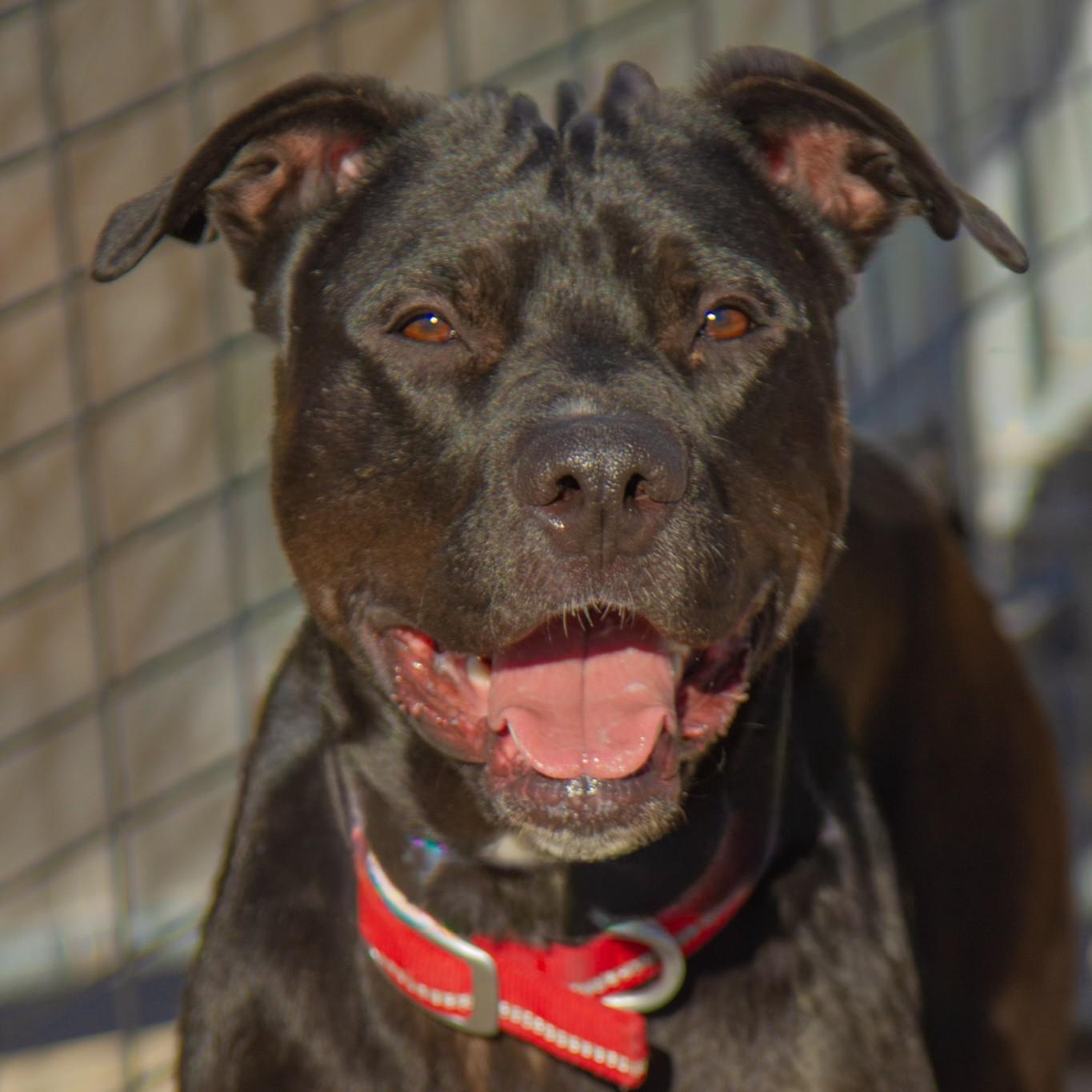 Enlarge Spike, a ADOPTABLE mixed breed in Rapid City, SD image 1/5