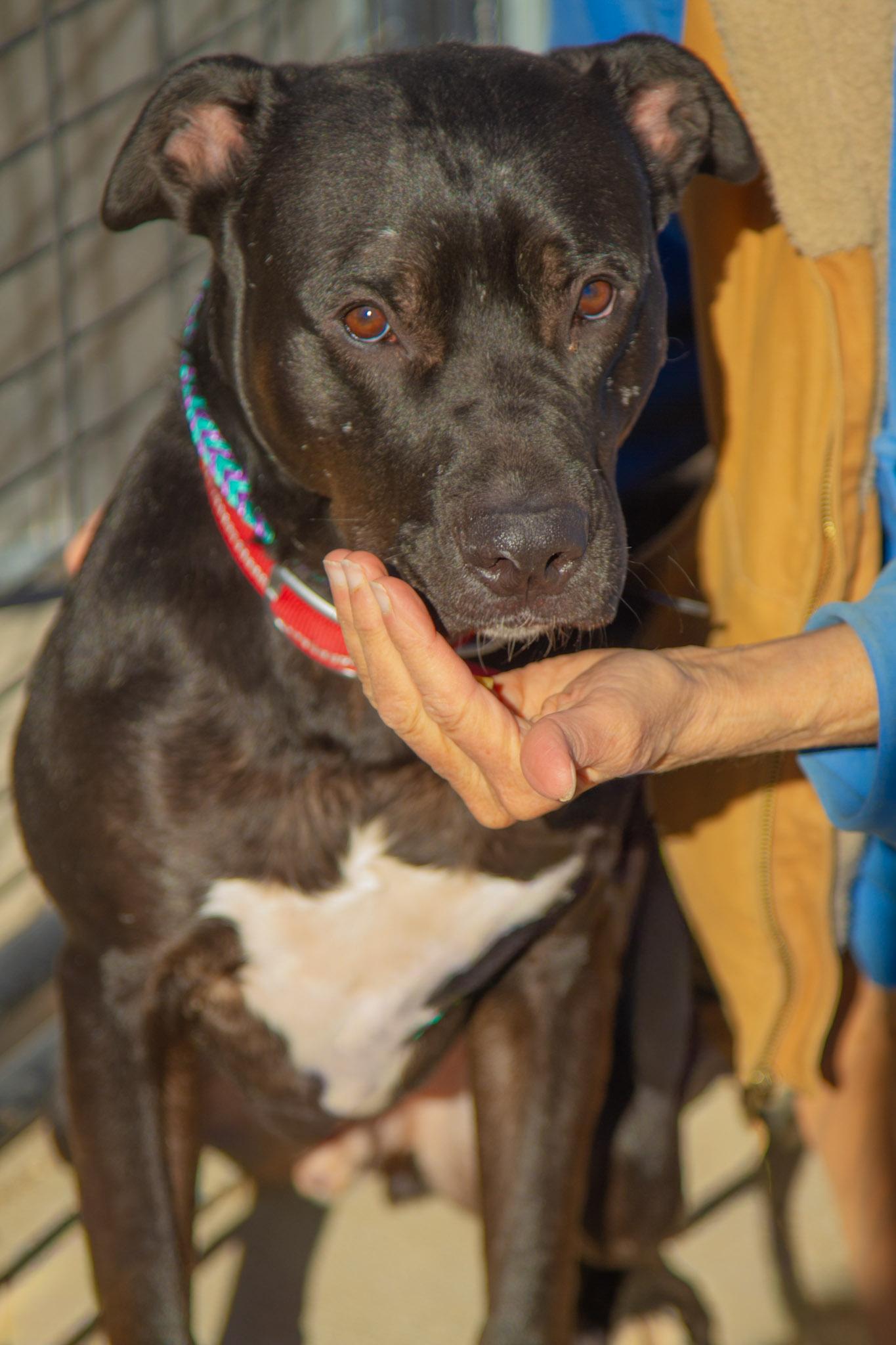 Enlarge Spike, a ADOPTABLE mixed breed in Rapid City, SD image 4/5