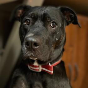 Enlarge Spike, a ADOPTABLE mixed breed in Rapid City, SD image 2/5