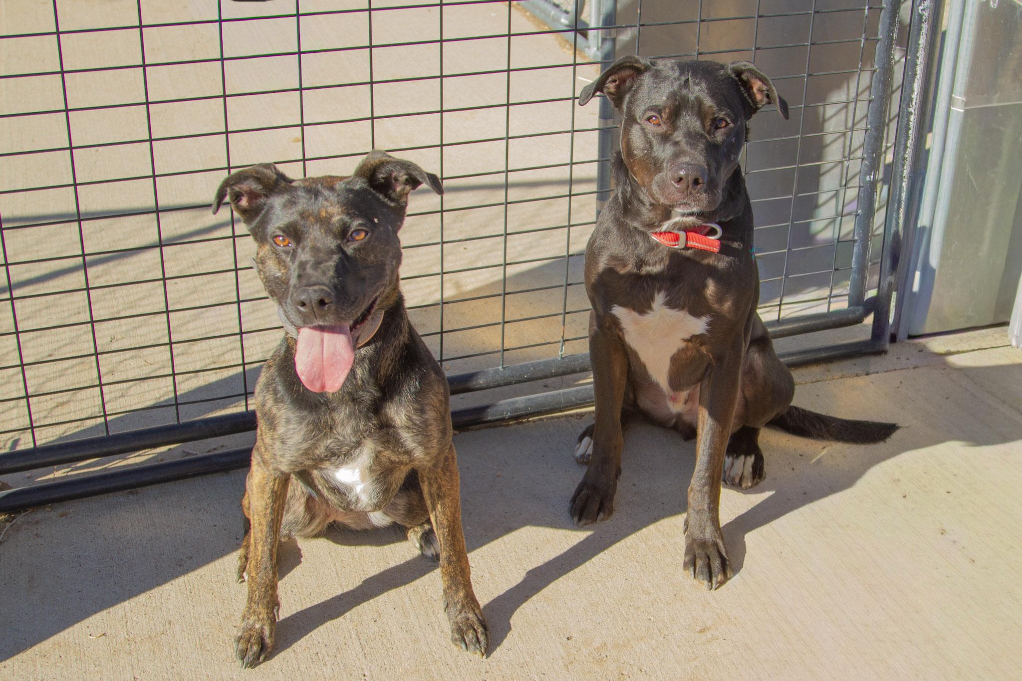 Enlarge Spike, a ADOPTABLE mixed breed in Rapid City, SD image 5/5