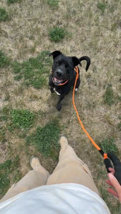 Enlarge Spike, a ADOPTABLE mixed breed in Rapid City, SD video 3/6
