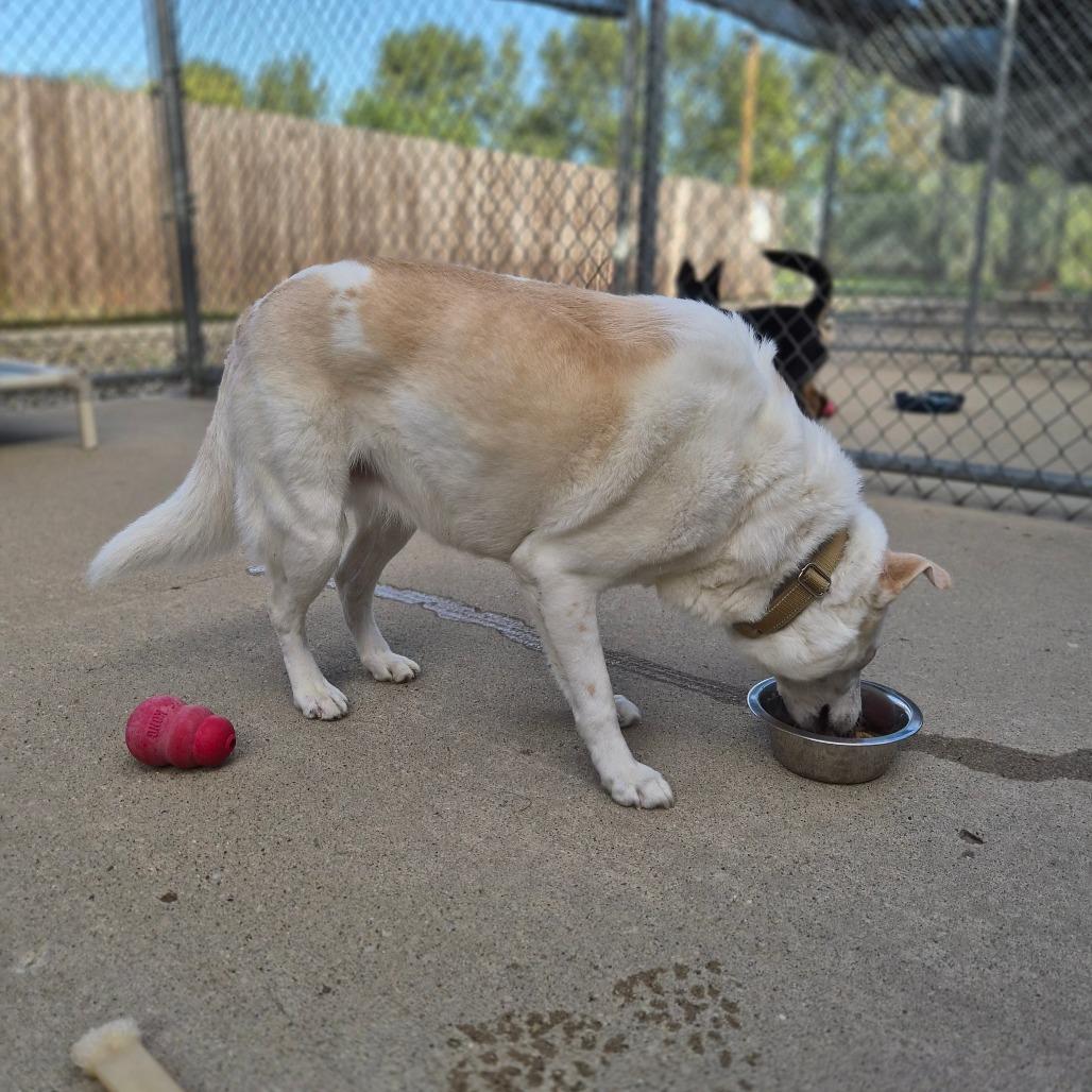 Parker, Adoptable, Senior Female Retriever & Mixed Breed.