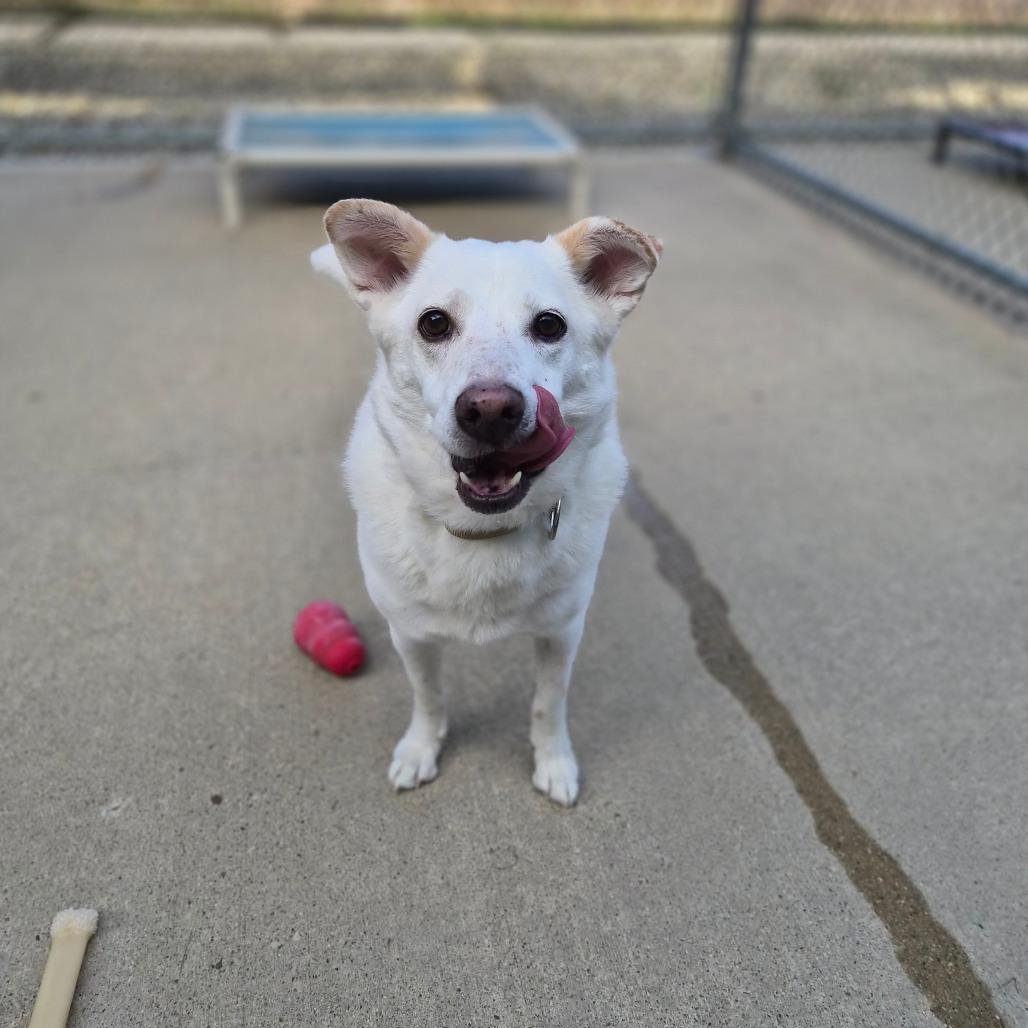 Enlarge Parker, a Adoptable mixed breed in Woodstock, IL image 2/6