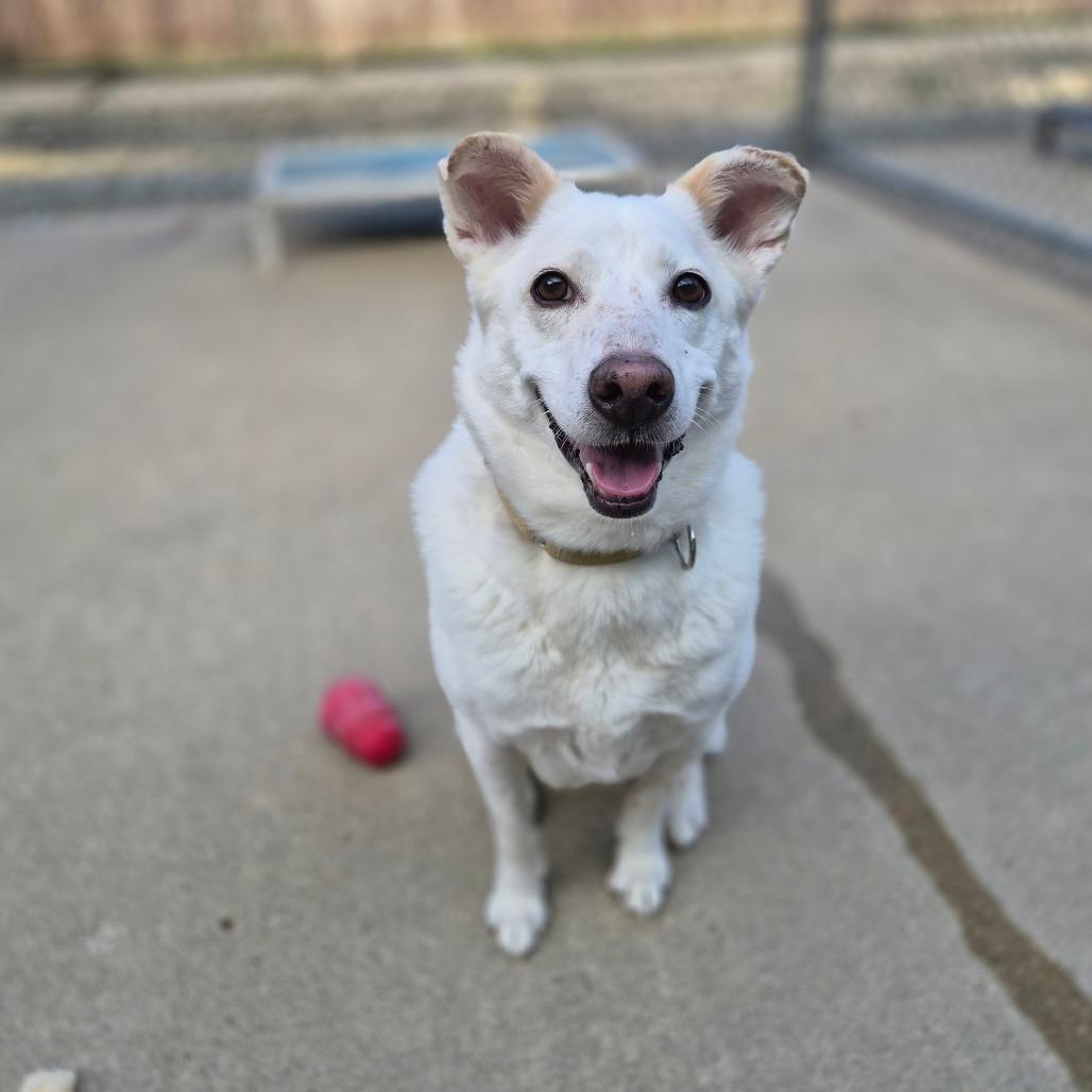 Enlarge Parker, a Adoptable mixed breed in Woodstock, IL image 3/6