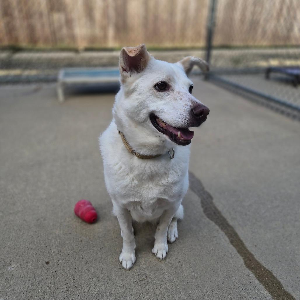 Enlarge Parker, a Adoptable mixed breed in Woodstock, IL image 4/6