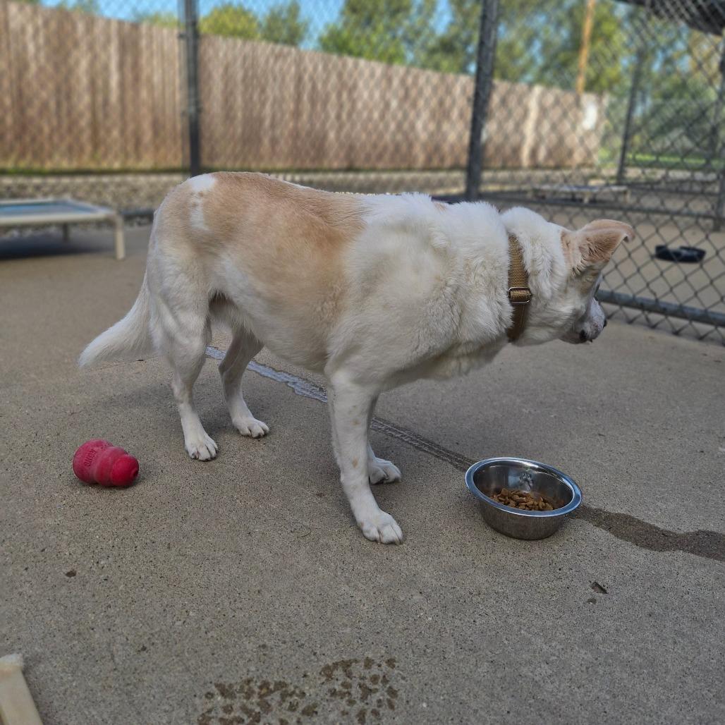Enlarge Parker, a Adoptable mixed breed in Woodstock, IL image 5/6