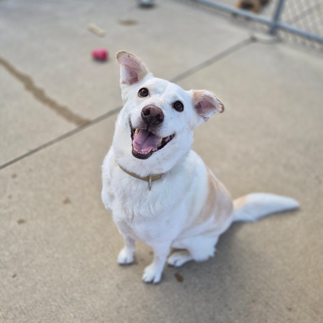 Enlarge Parker, a Adoptable mixed breed in Woodstock, IL image 6/6