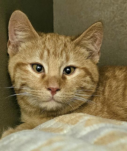 Enlarge BOURBON, a Adoptable Domestic Short Hair in Clyde, NC image 1/1
