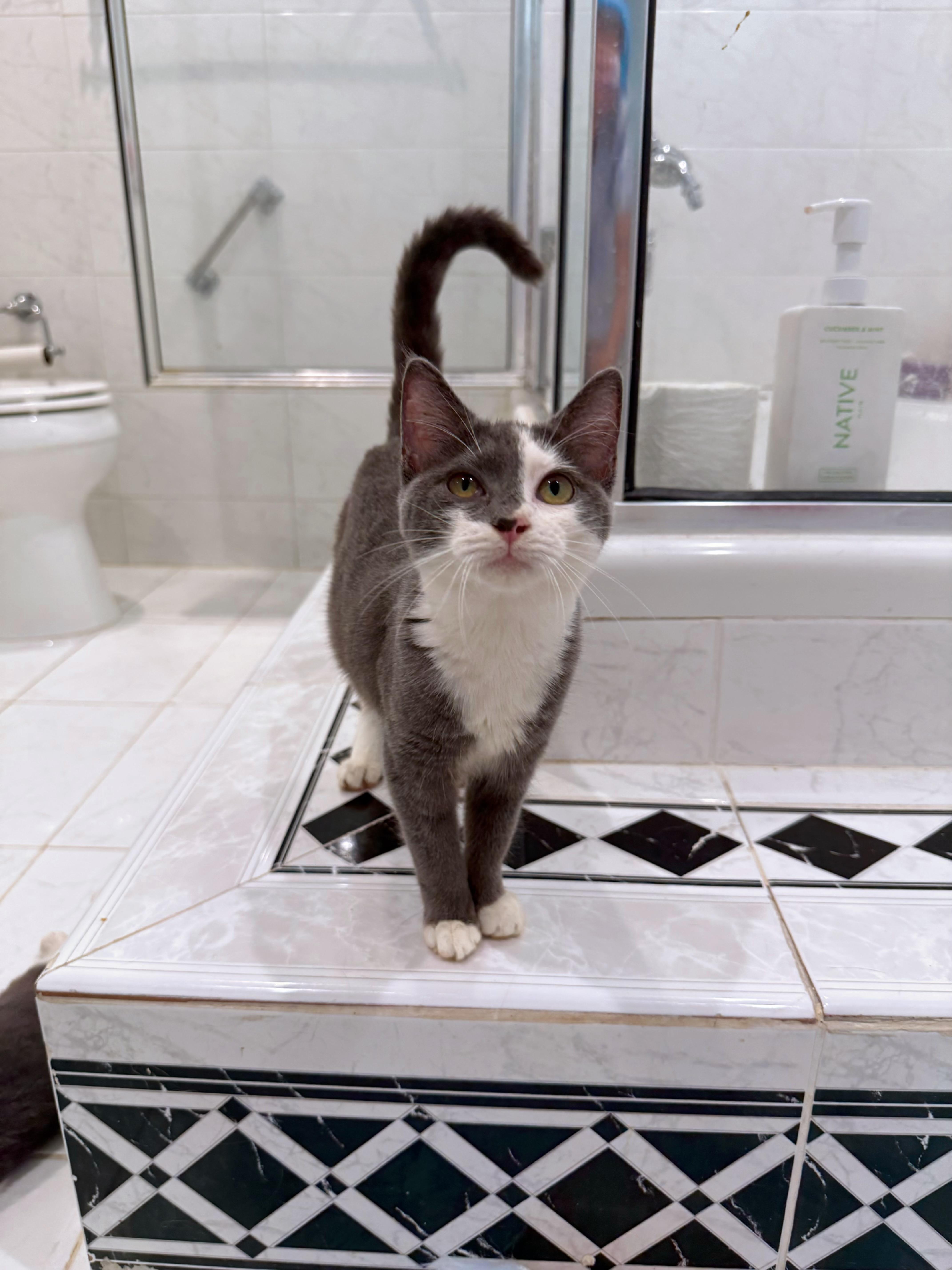 Enlarge Princess Peach, a Adoptable Domestic Short Hair in Bridgehampton, NY image 2/3