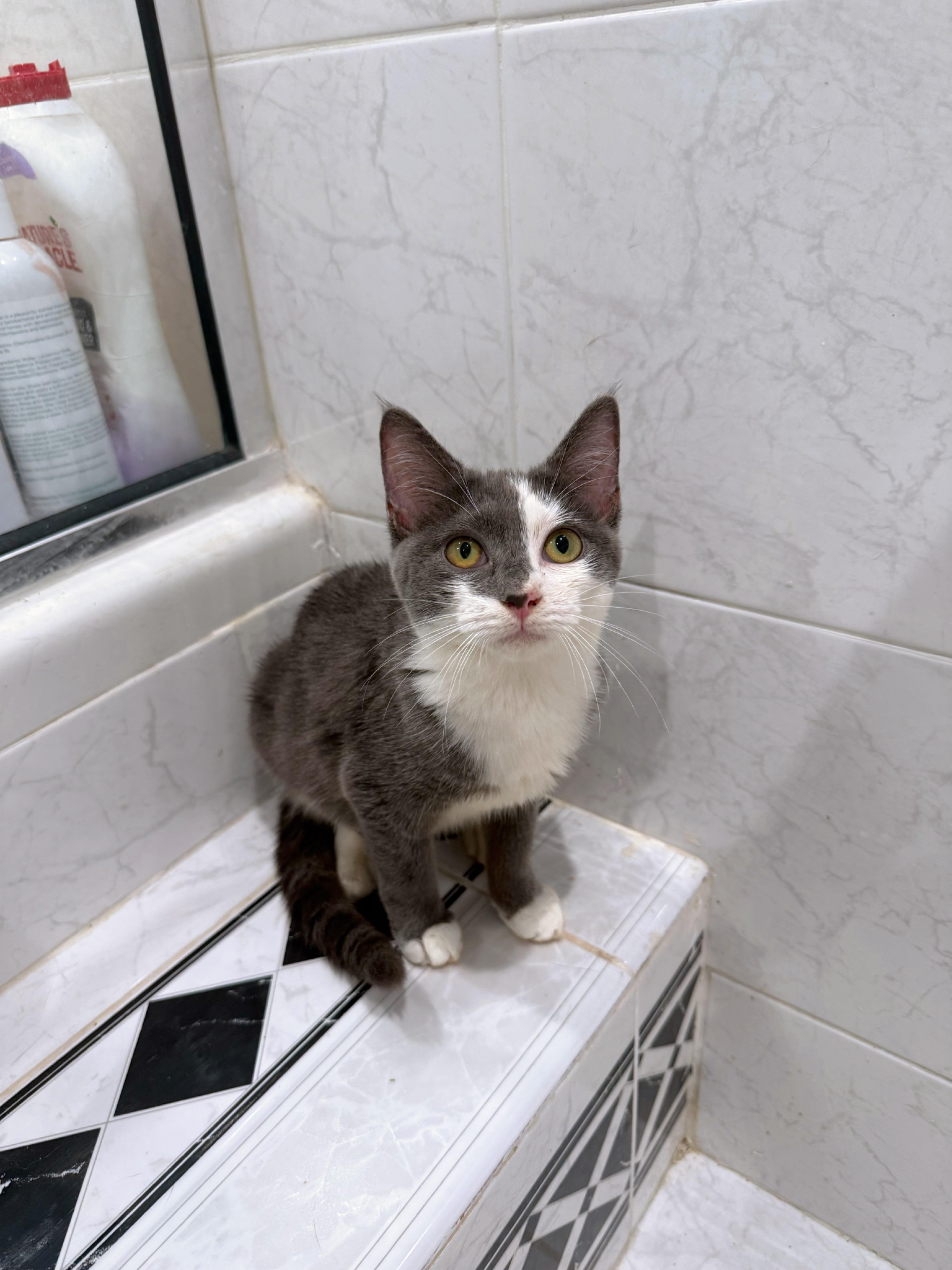 Enlarge Princess Peach, a Adoptable Domestic Short Hair in Bridgehampton, NY image 3/3