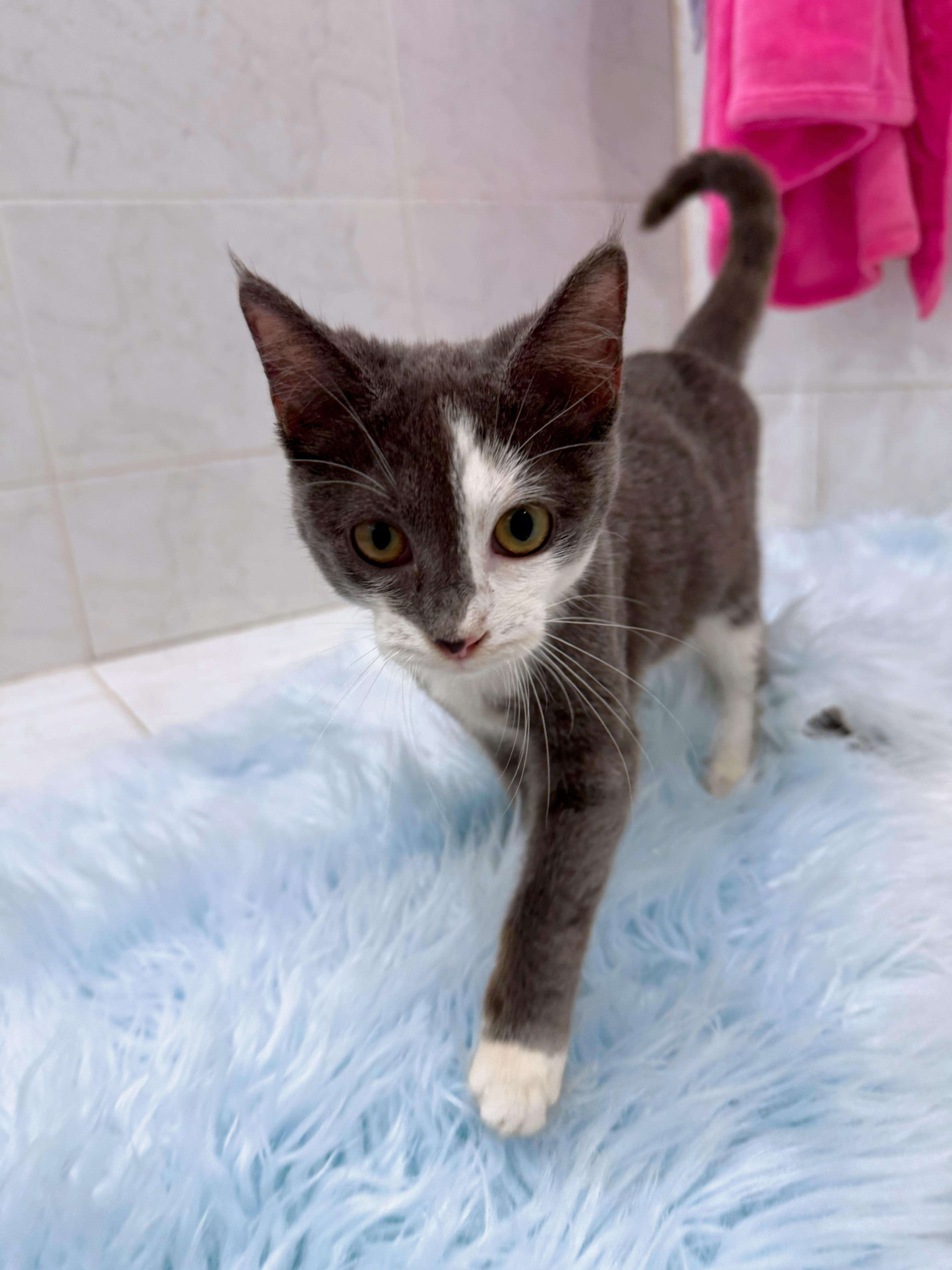 Enlarge Princess Peach, a Adoptable Domestic Short Hair in Bridgehampton, NY image 1/3