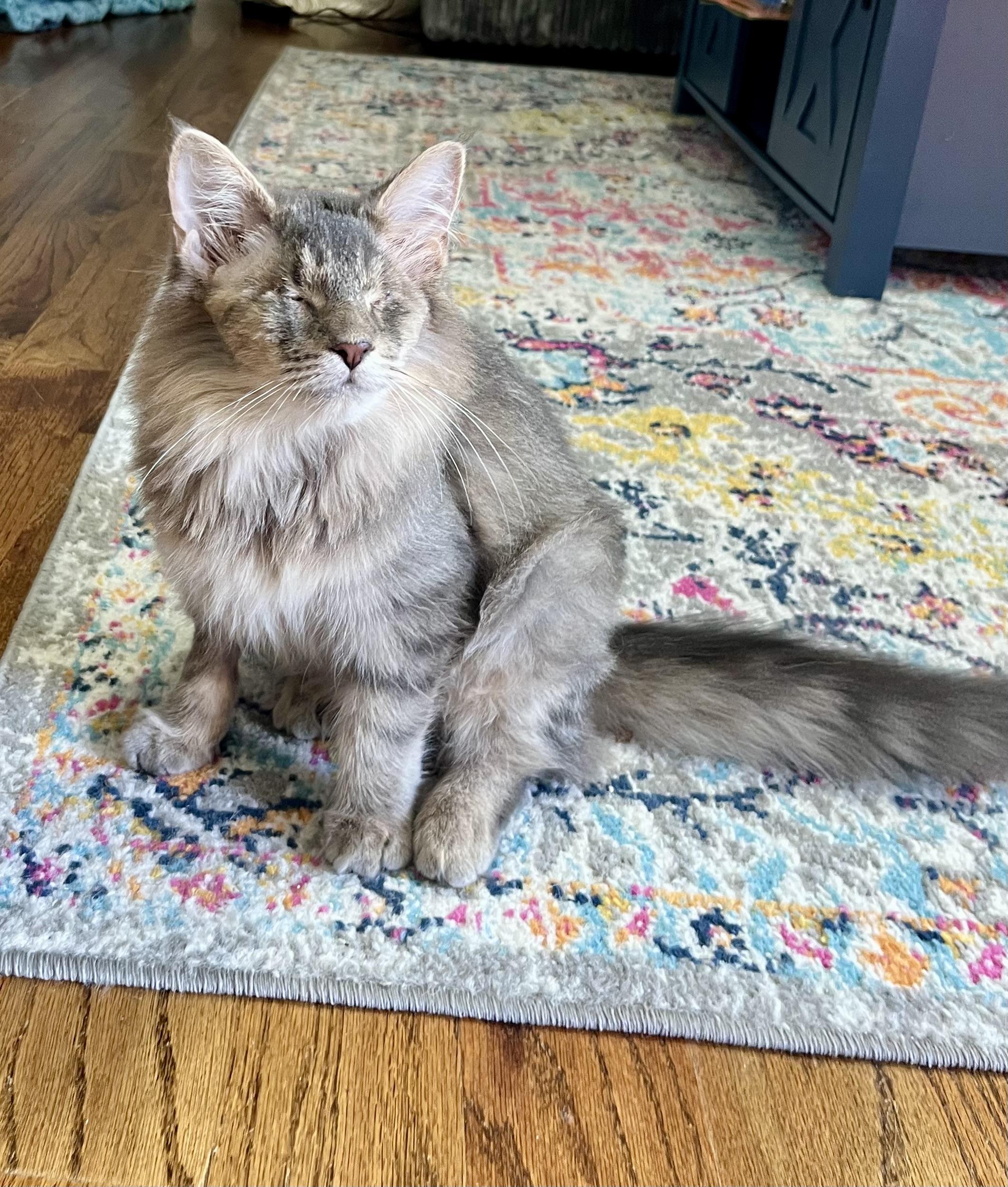 Liliana, an adopted mixed breed in Mount Juliet, TN image 6/6