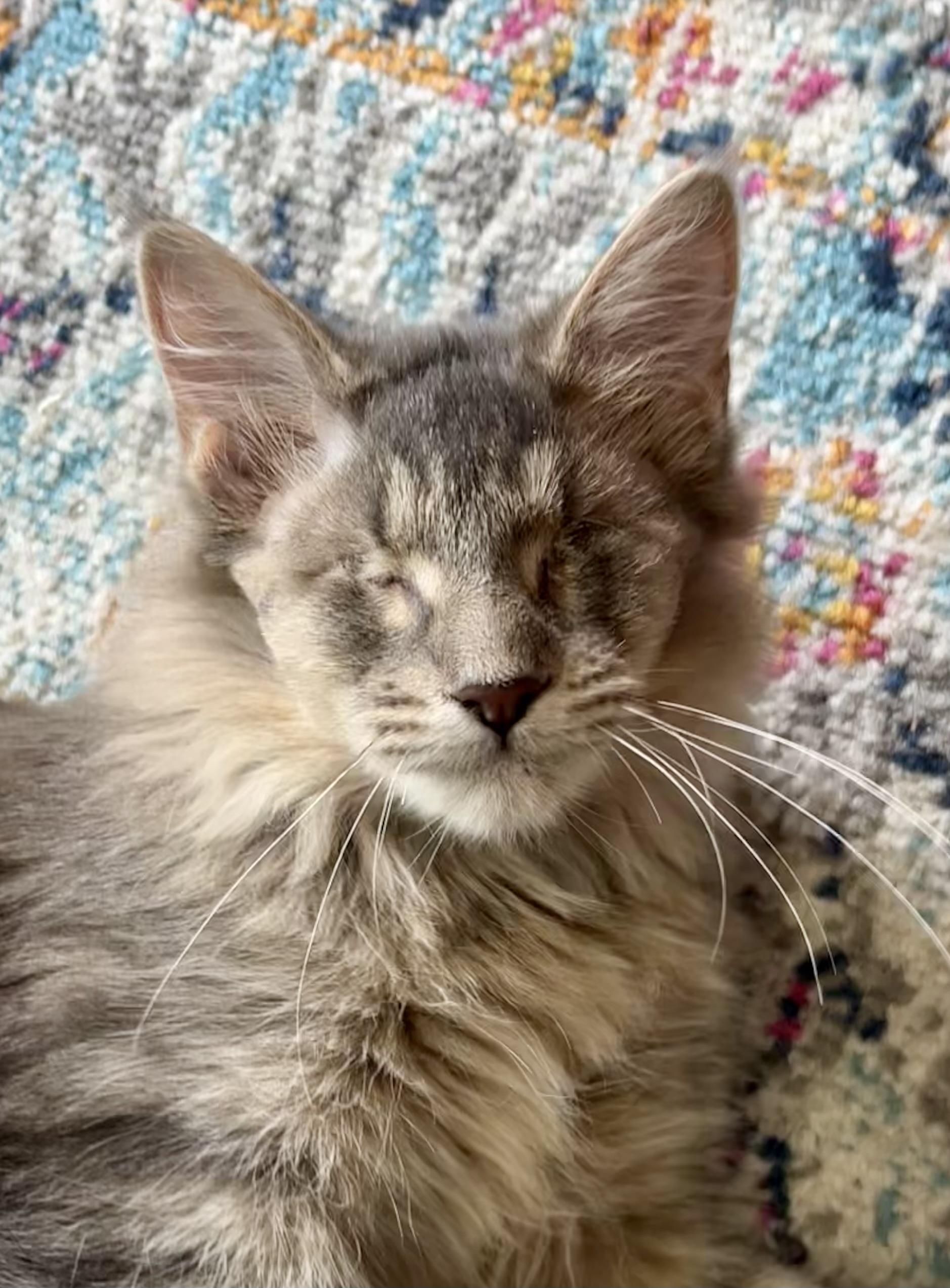Liliana, adopted, Young Female Domestic Long Hair.