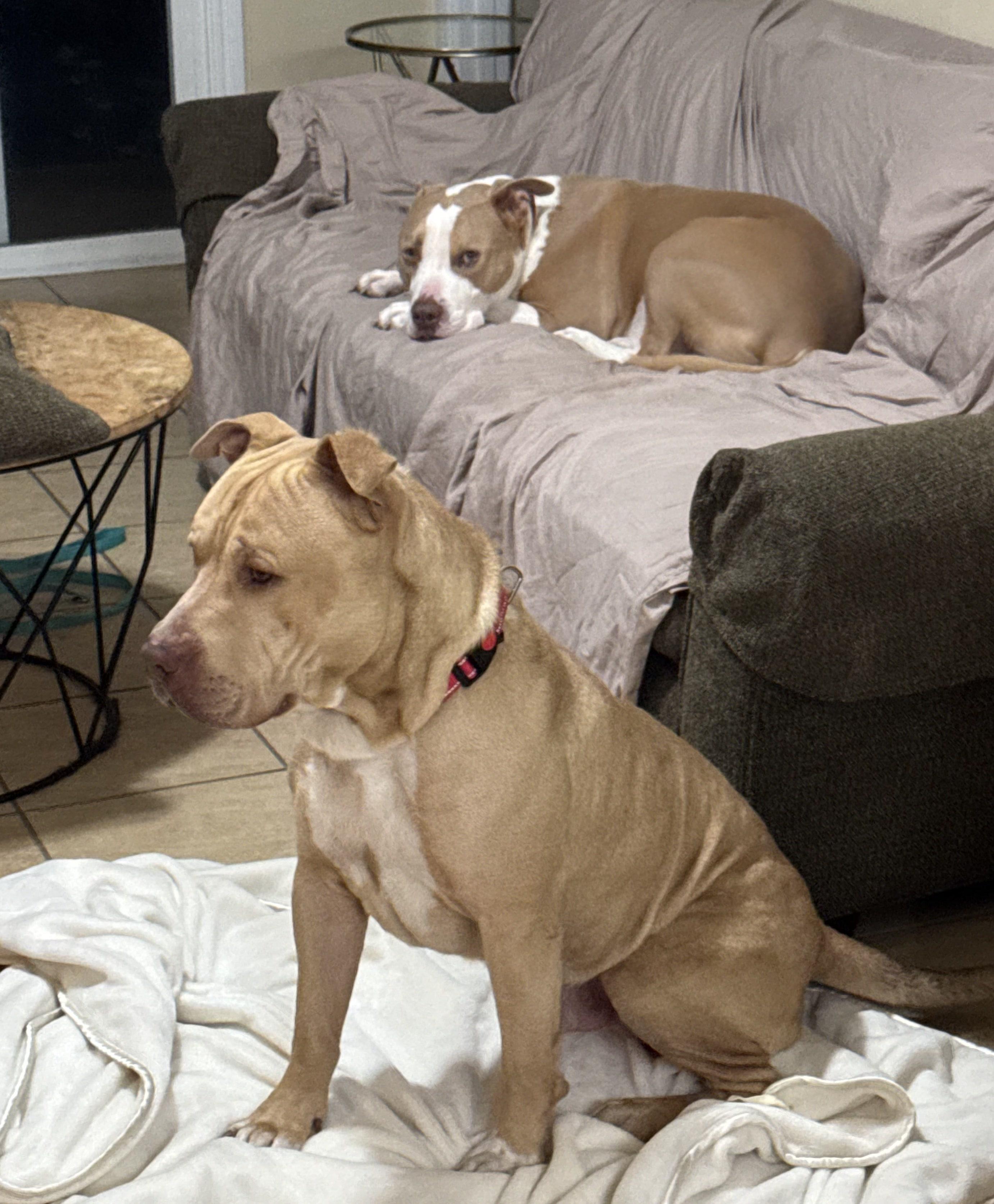 Enlarge Apollo, a Adoptable mixed breed in Oakland, CA image 2/6