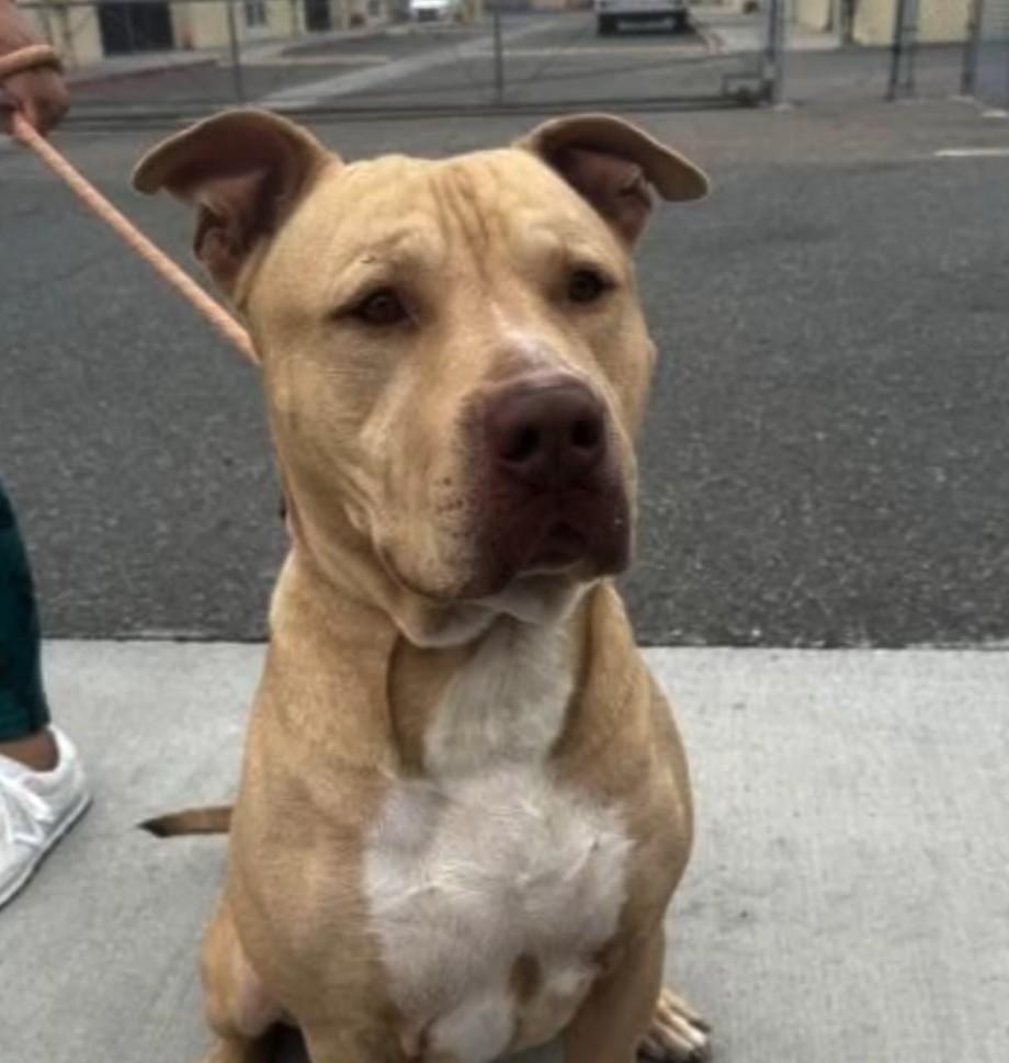 Apollo, Adoptable, Adult Male Pit Bull Terrier.