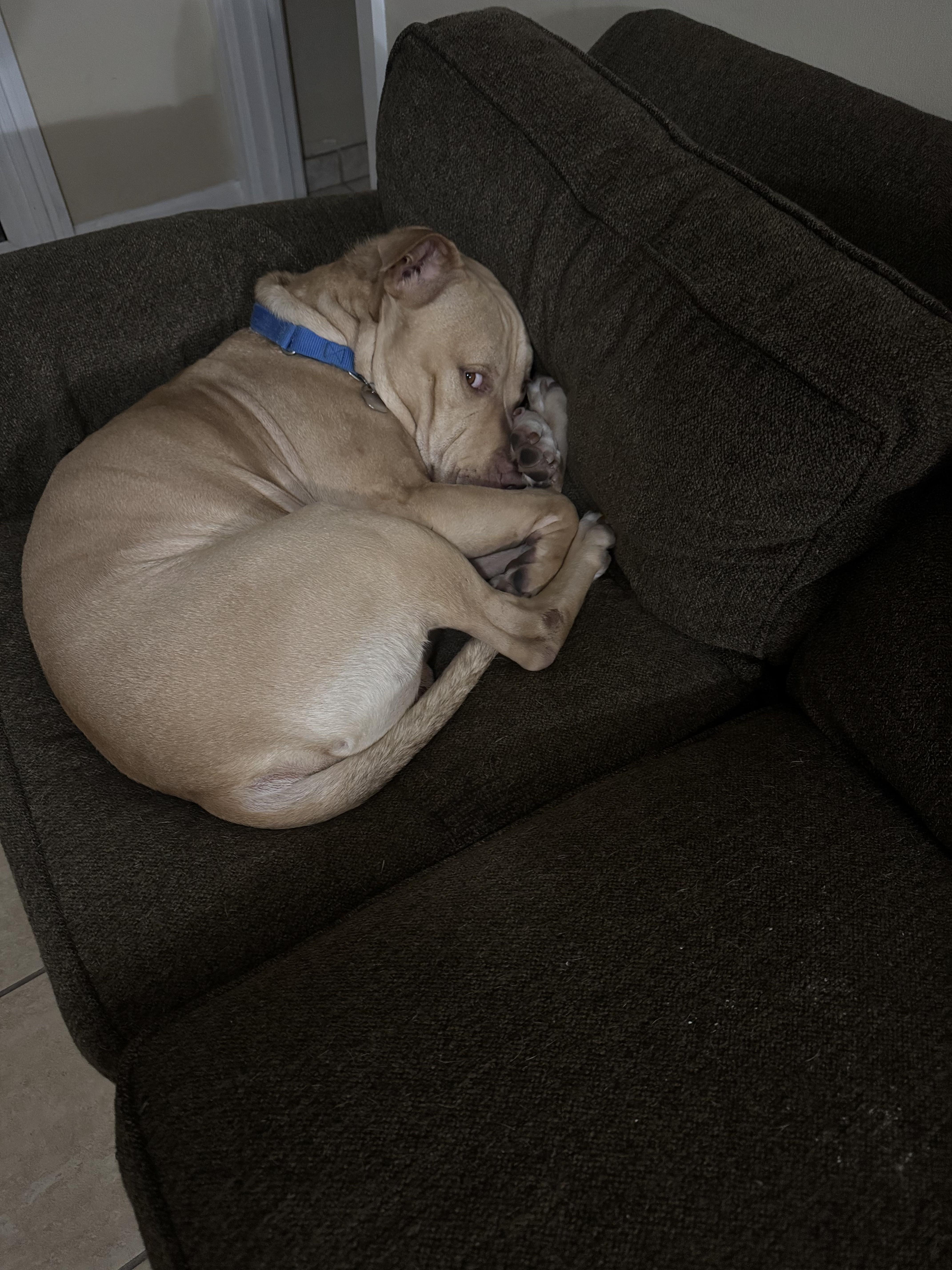 Enlarge Apollo, a Adoptable Pit Bull Terrier in Oakland, CA image 4/4