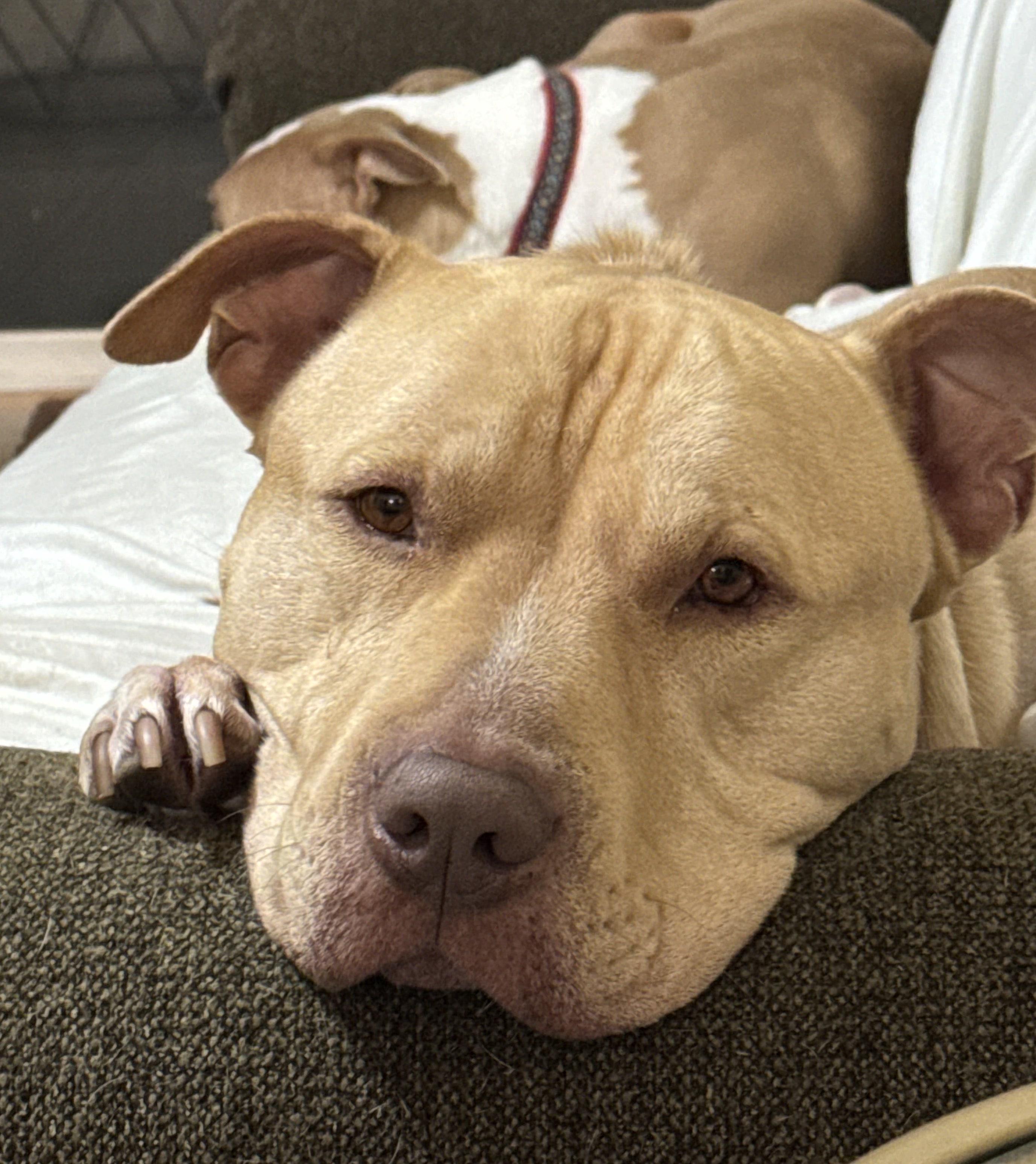 Apollo, Adoptable, Adult Male American Staffordshire Terrier.