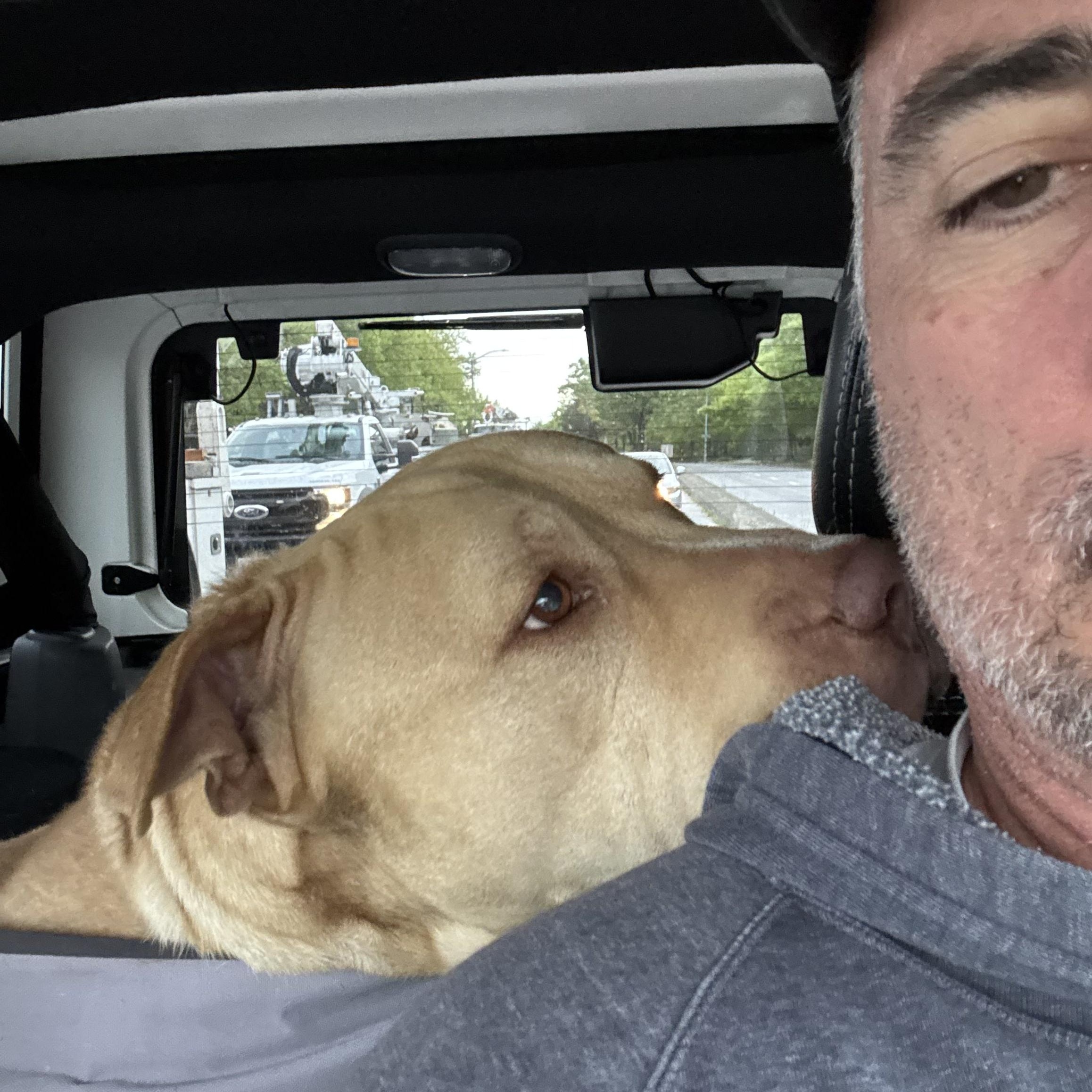 Enlarge Apollo, a Adoptable mixed breed in Oakland, CA image 6/6