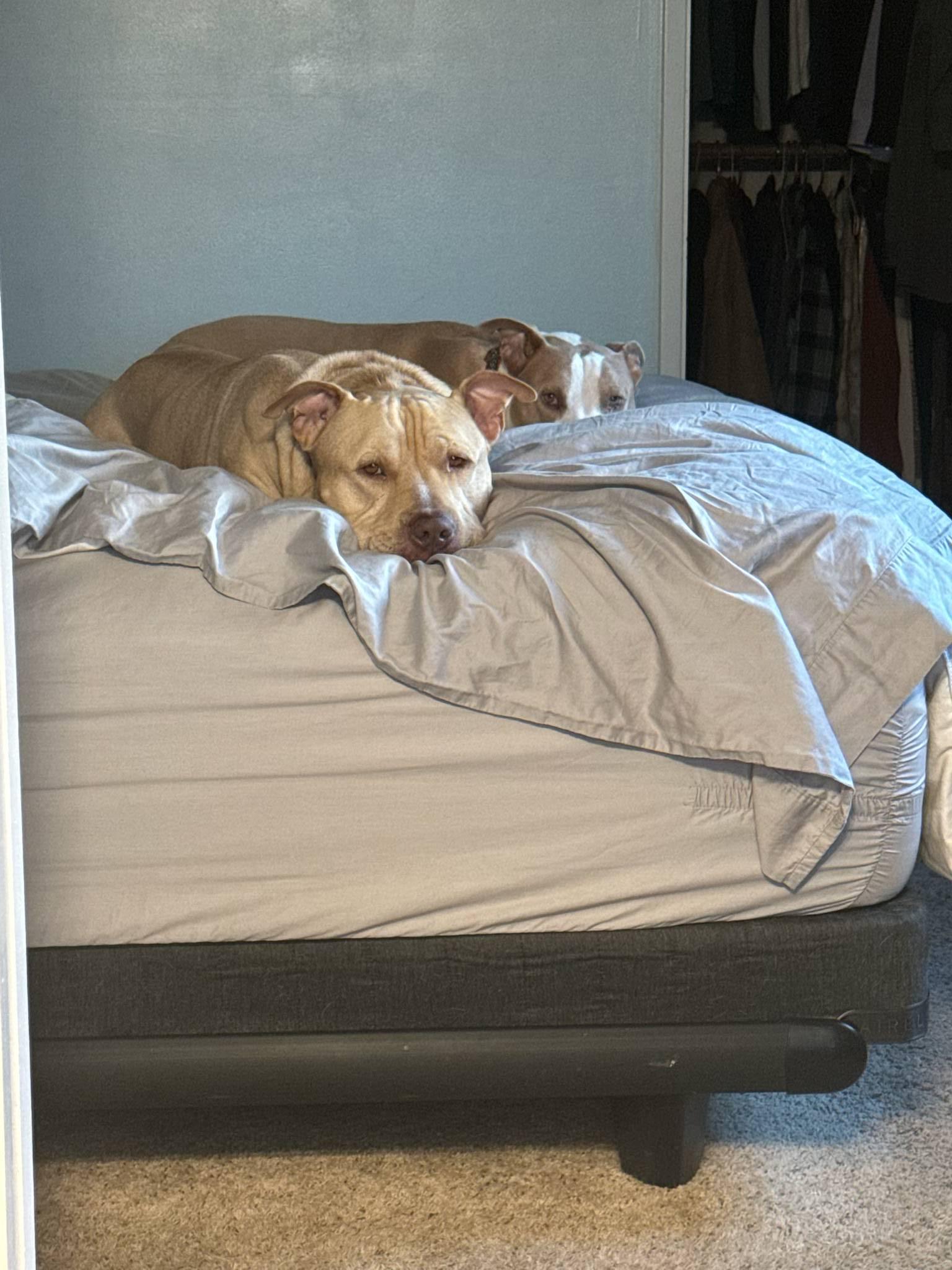 Enlarge Apollo, a Adoptable Pit Bull Terrier in Oakland, CA image 3/4