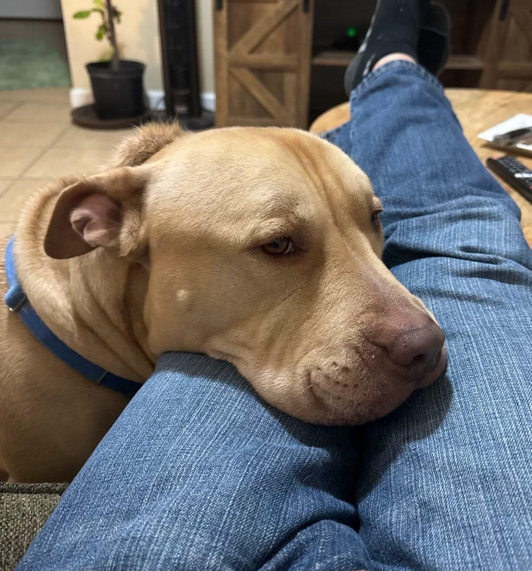 Enlarge Apollo, a Adoptable mixed breed in Oakland, CA image 3/6