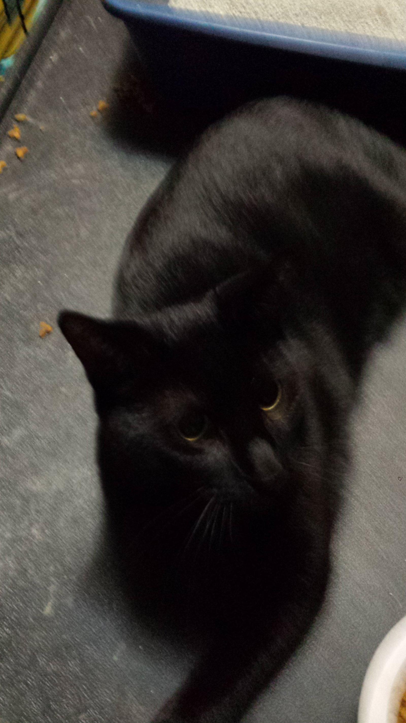 Charlie, Adopted, Adult Male Domestic Short Hair.