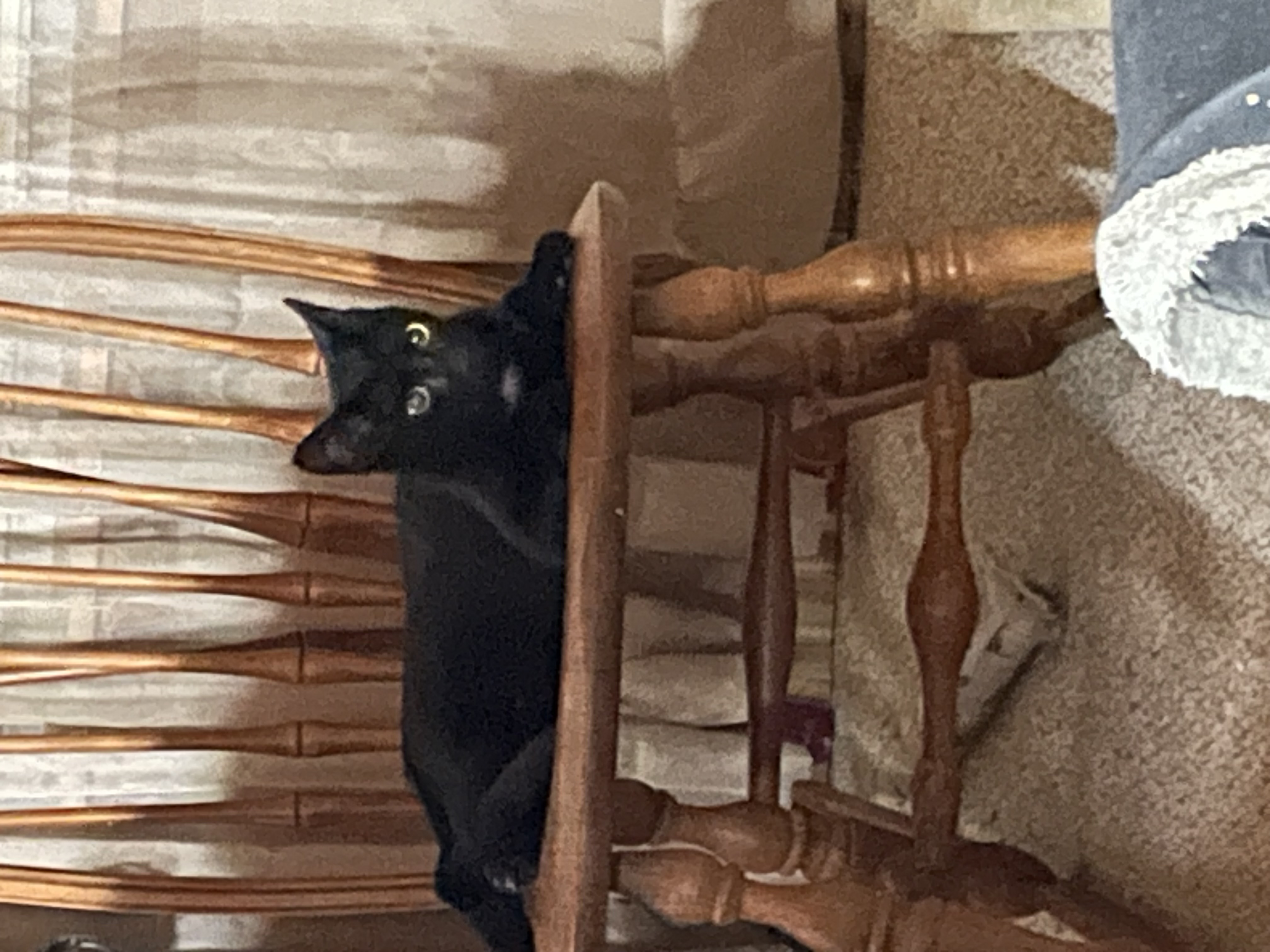 Mac, Adoptable, Young Male Domestic Short Hair.