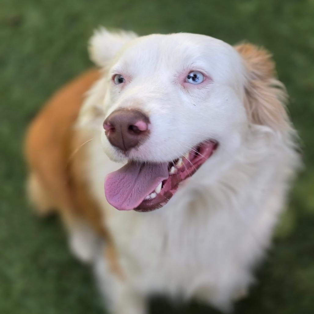 Enlarge Elena Ann DG, a Adopted Australian Shepherd in Little Rock, AR image 6/6