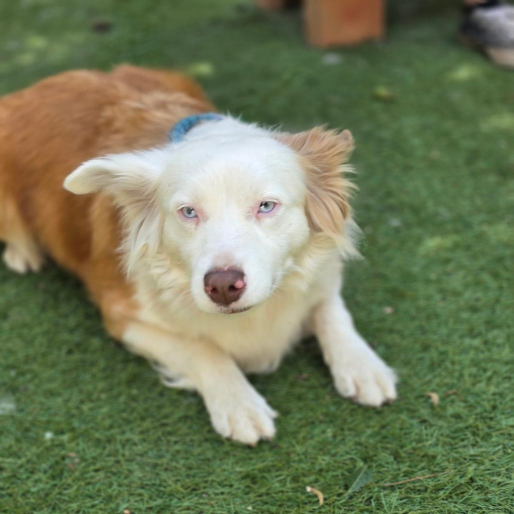 Enlarge Elena Ann DG, a Adopted Australian Shepherd in Little Rock, AR image 5/6