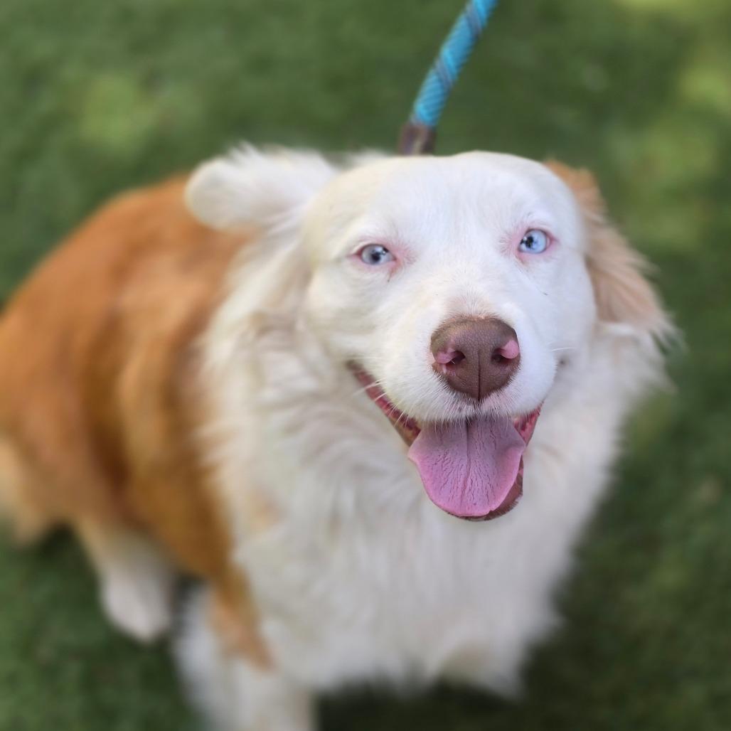 Elena Ann DG, Adopted, Adult Female Australian Shepherd.